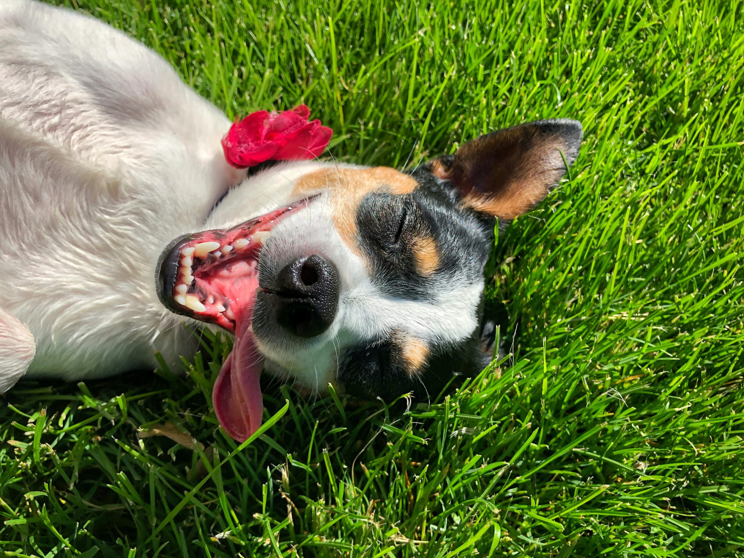 Glücklicher Hund liegt im Gras