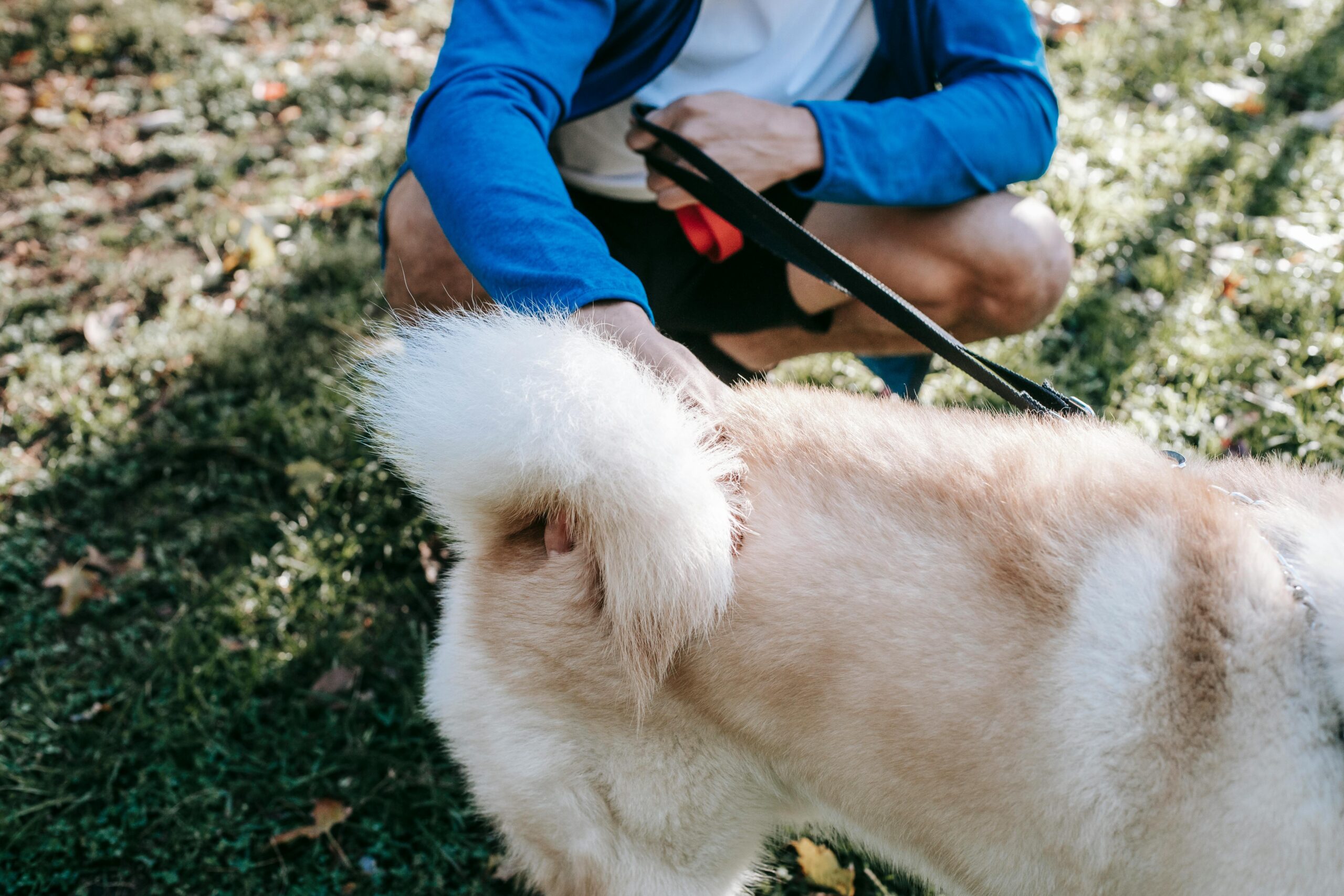 Das Gesäss eines Hundes