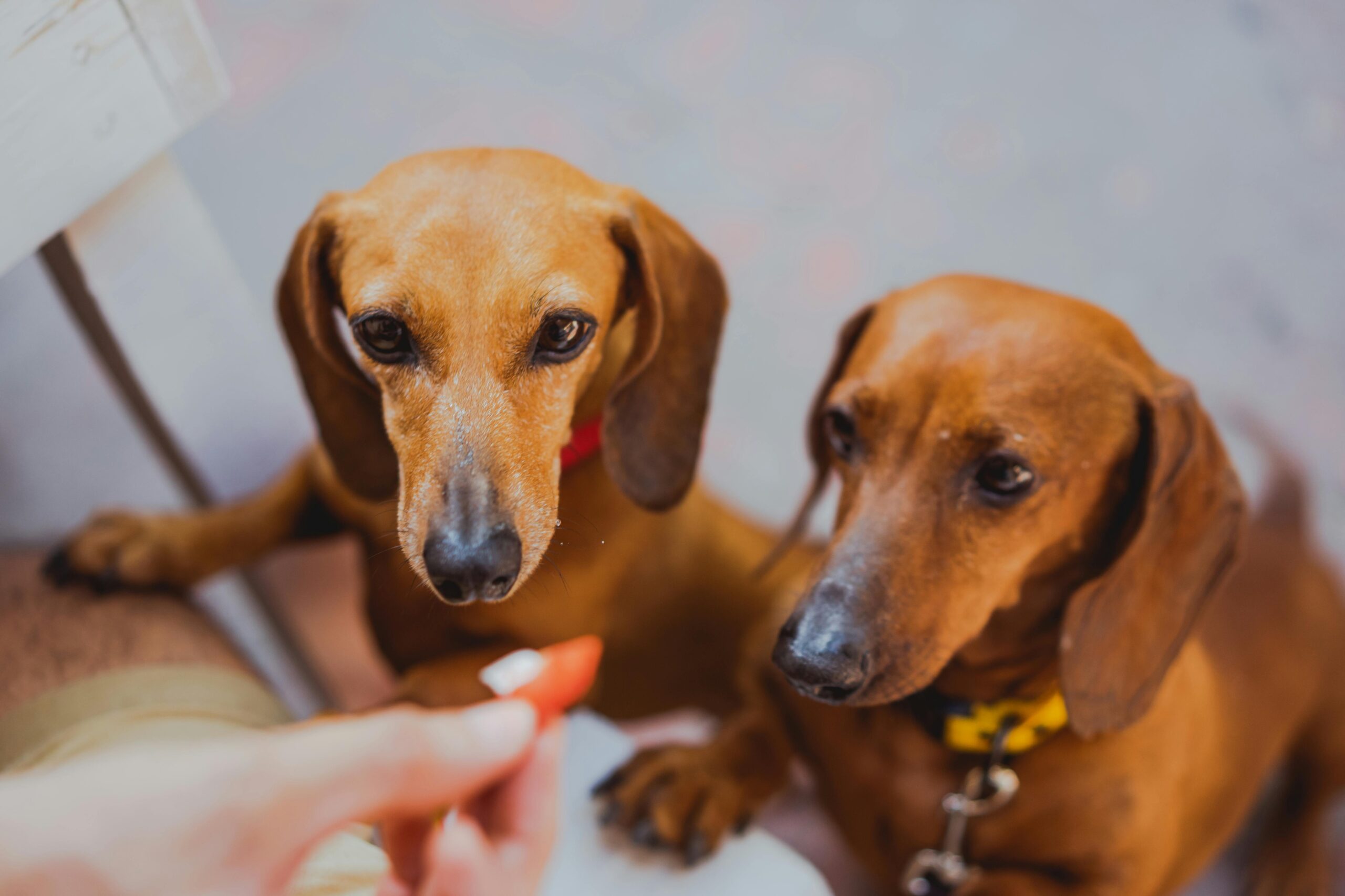 Zwei Hunde bekommen ein Leckerli