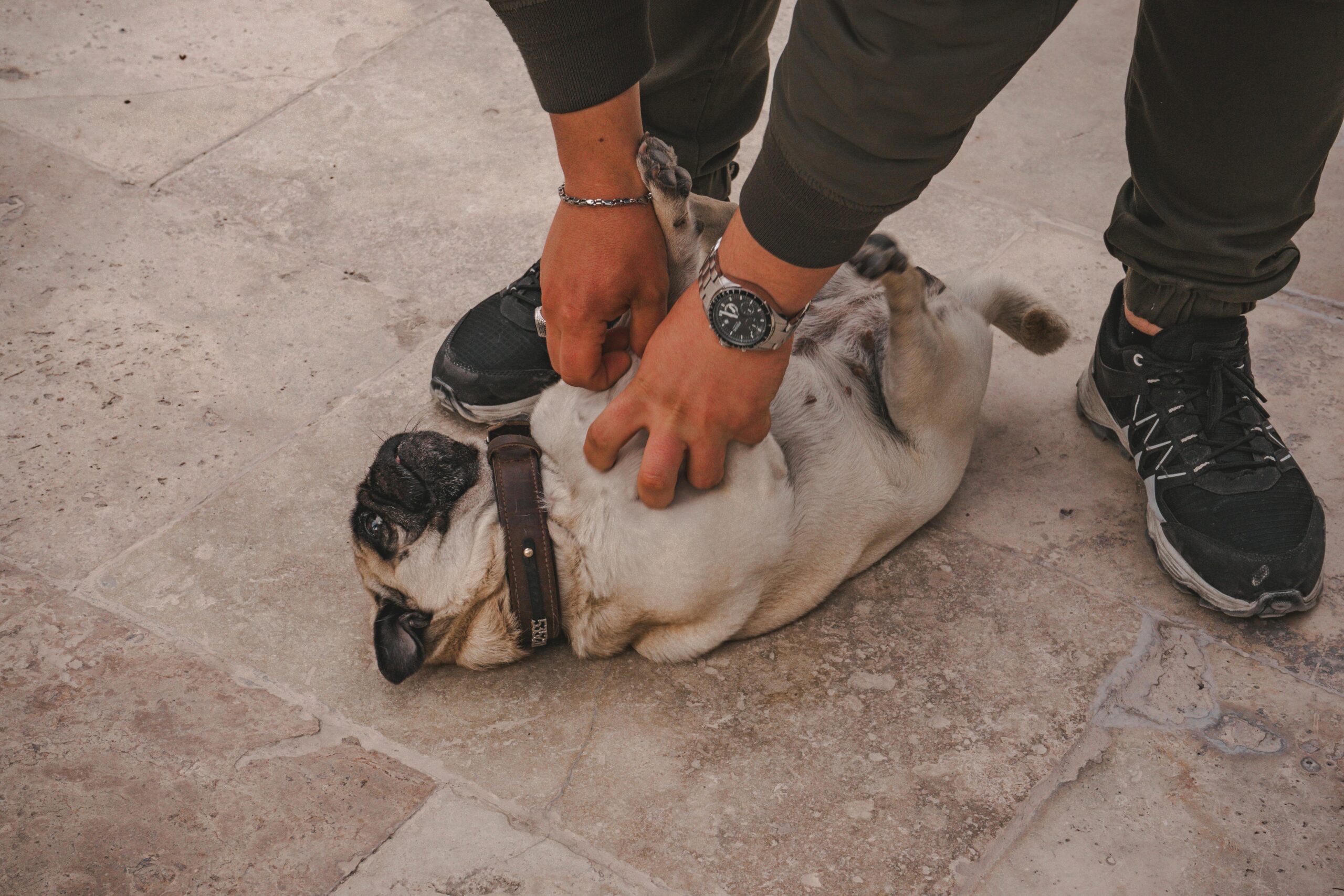 Hund wird am Bauch gestreichelt