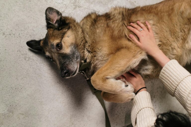Hund wird abgetastet