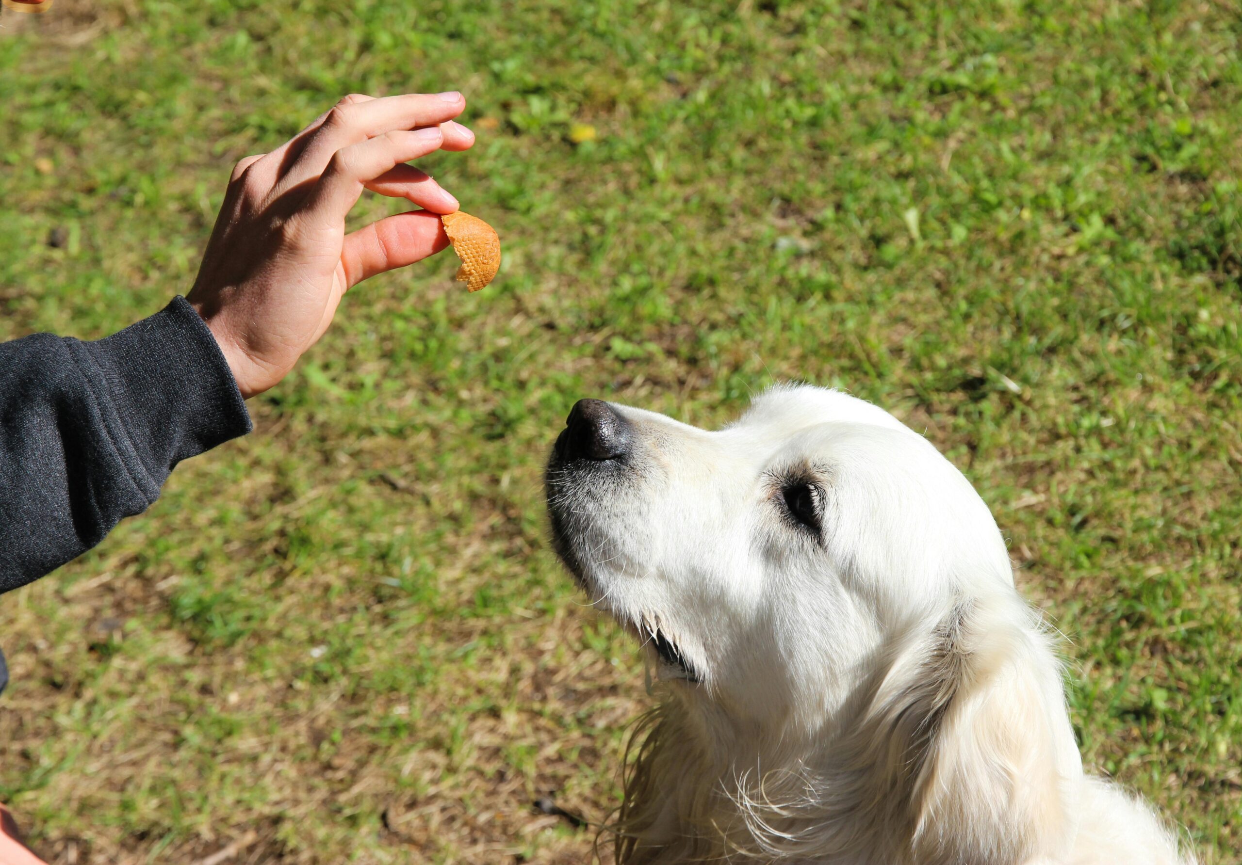 Hund bekommt sein Lieblingsleckerli