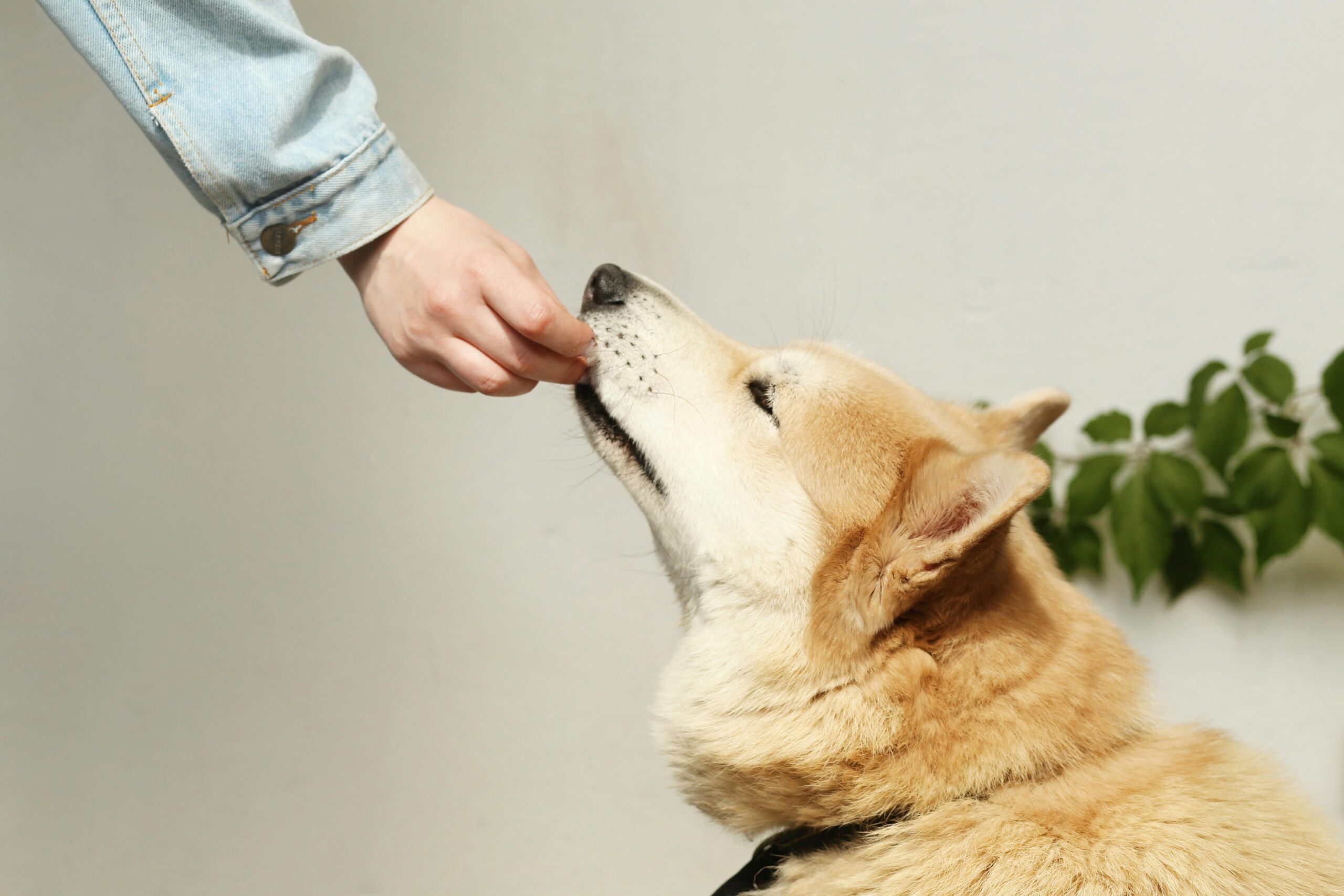 Hund bekommt Supplements