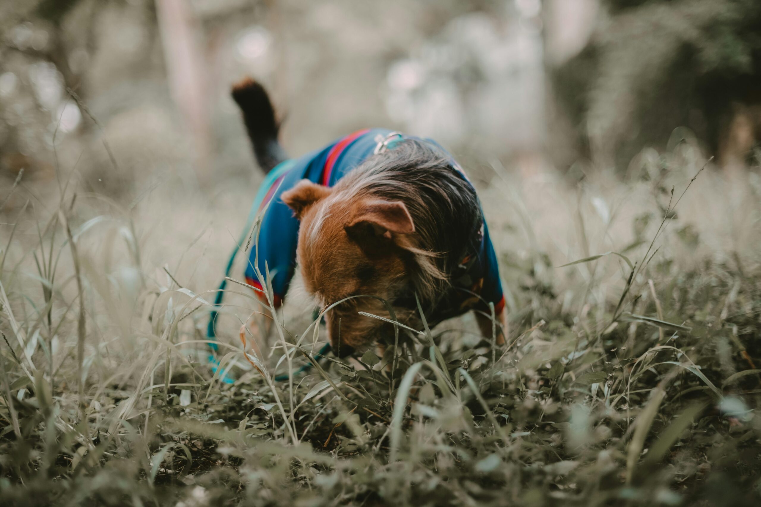 Hund frisst Gras