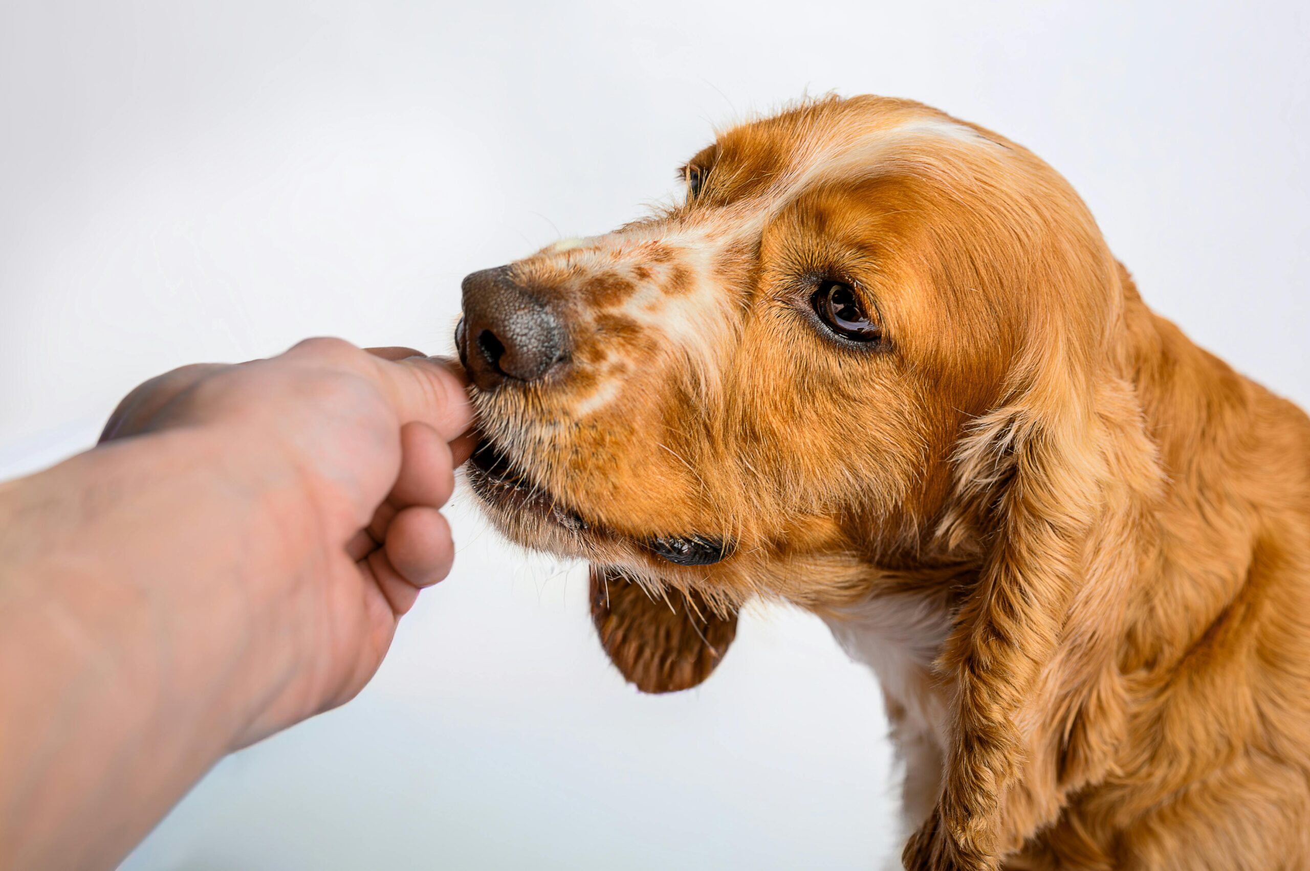 Hund frisst etwas aus der Hand eines Menschen