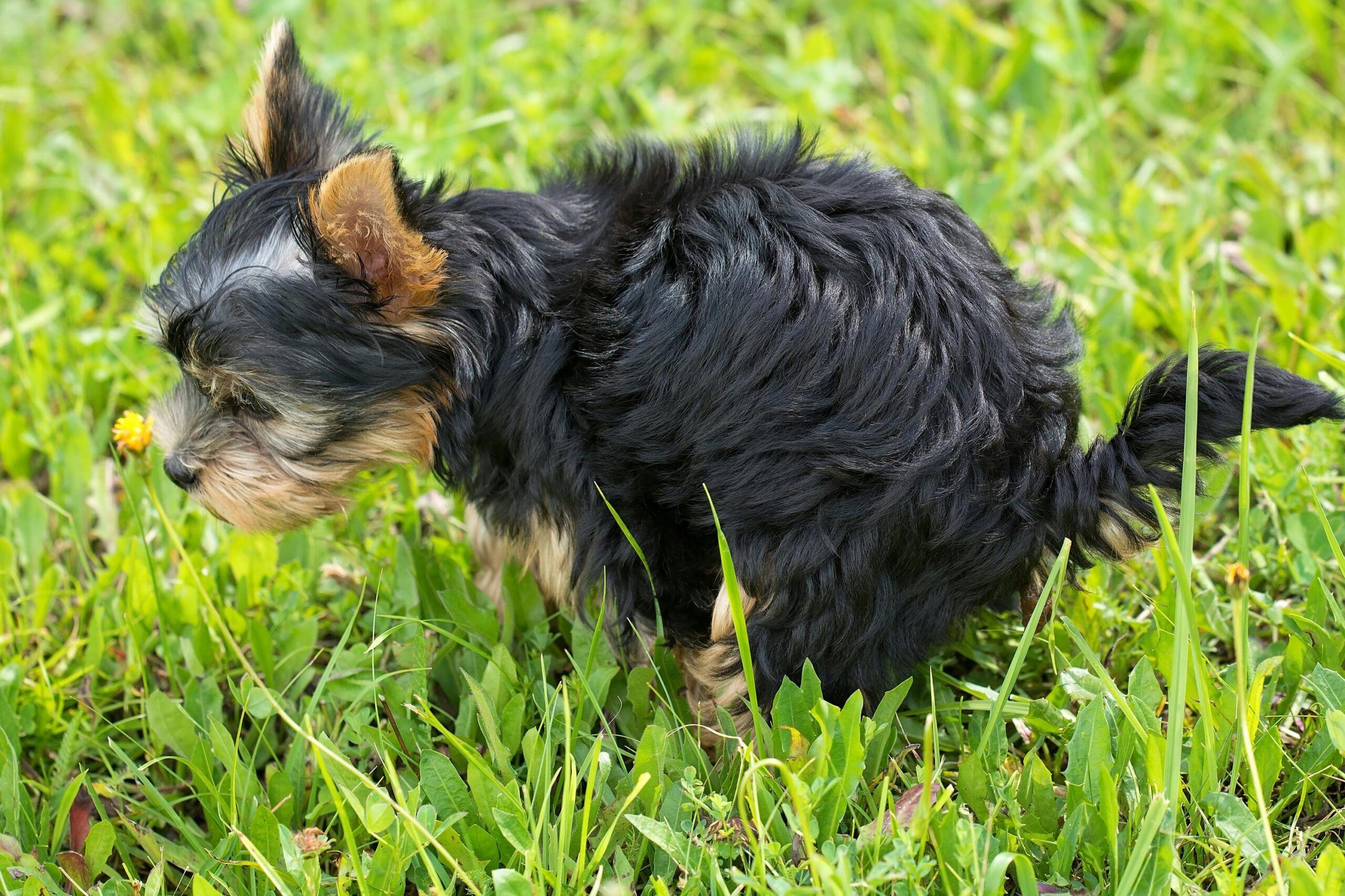 Hund hat Verstopfung