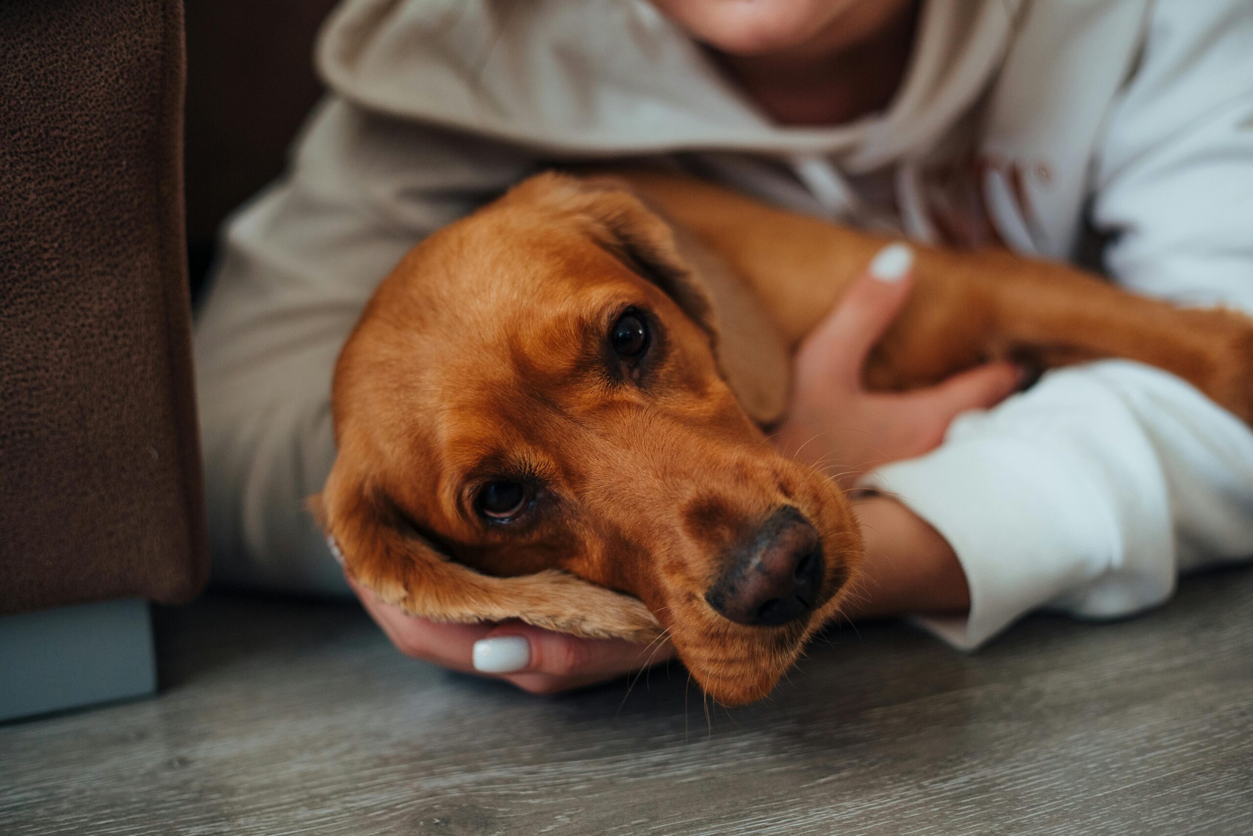 Hund liegt im Arm seiner Halterin