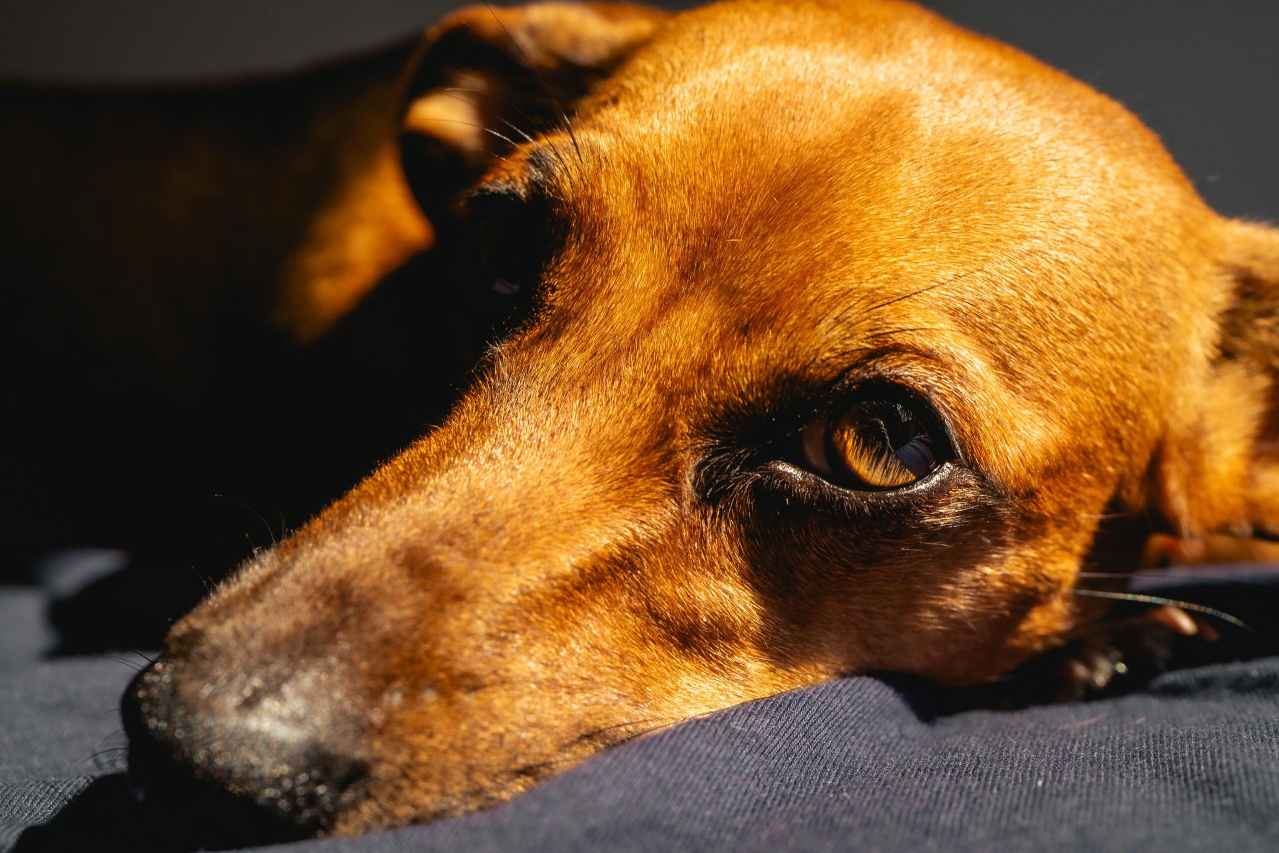 Hund liegt und schaut traurig