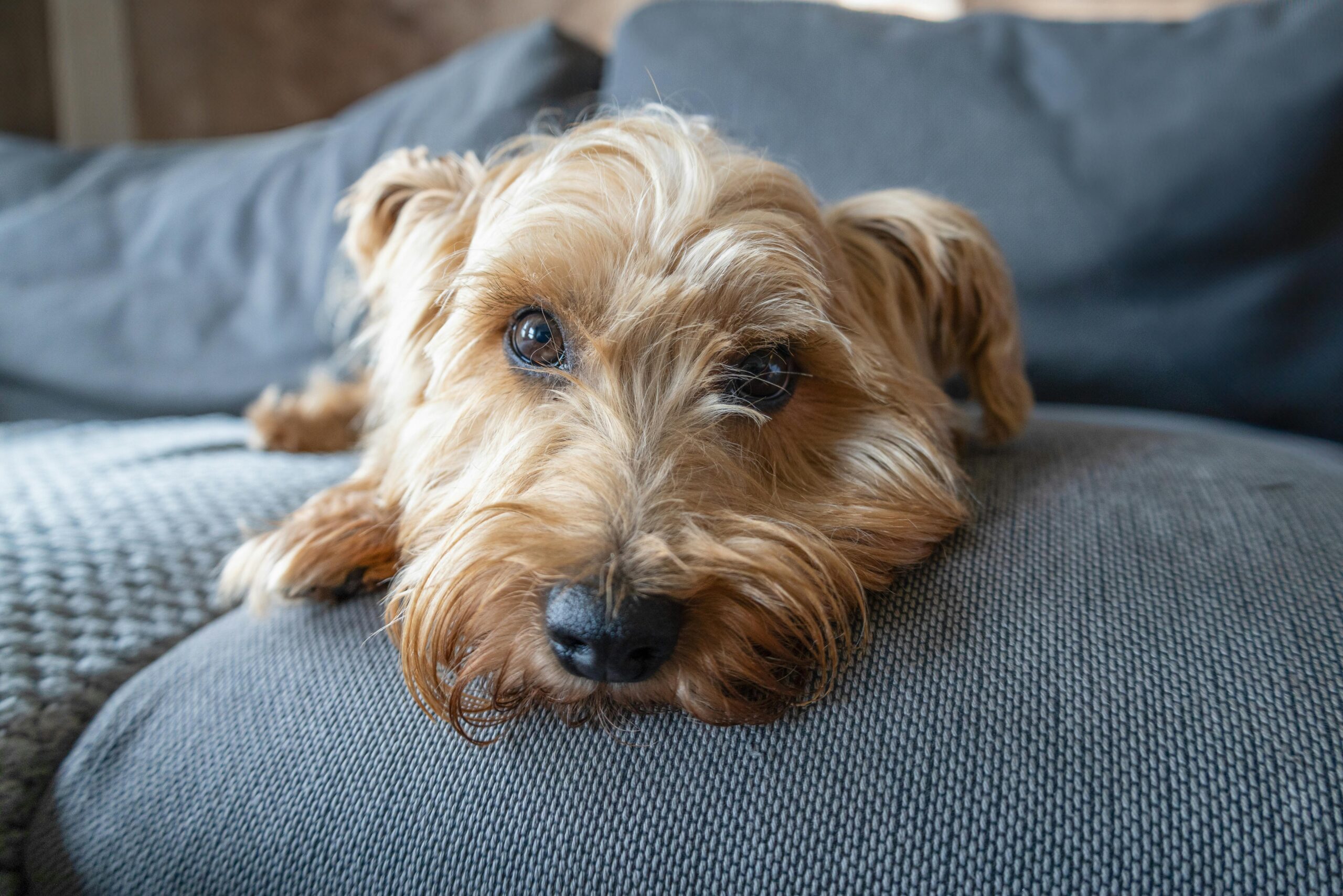 Hund schaut in die Kamera