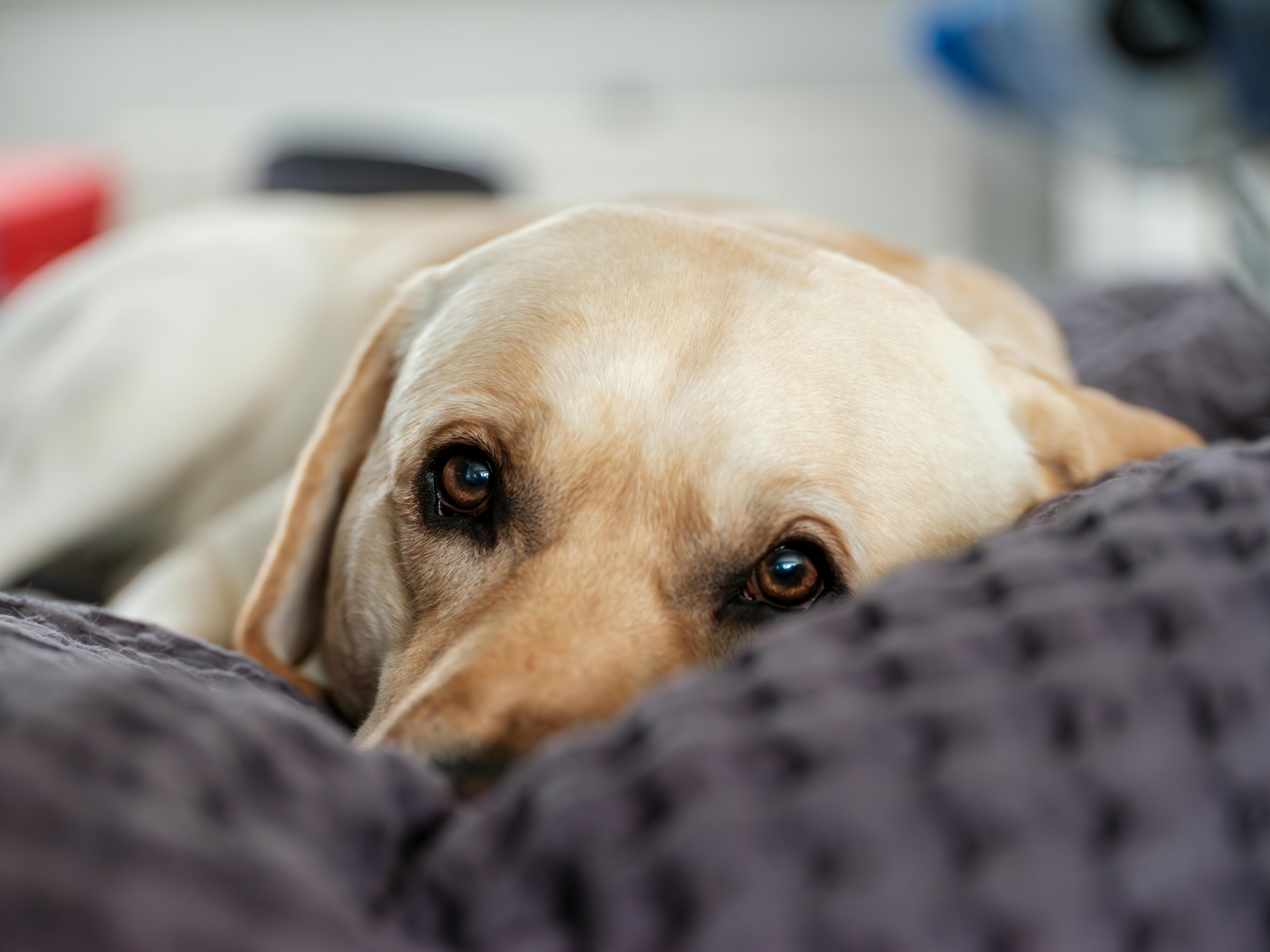 Hund schaut traurig in die Kamera