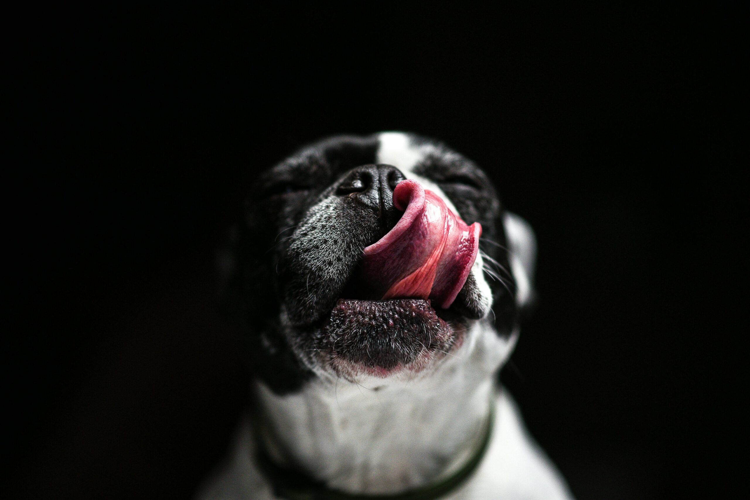 Hund schleckt sich das Maul