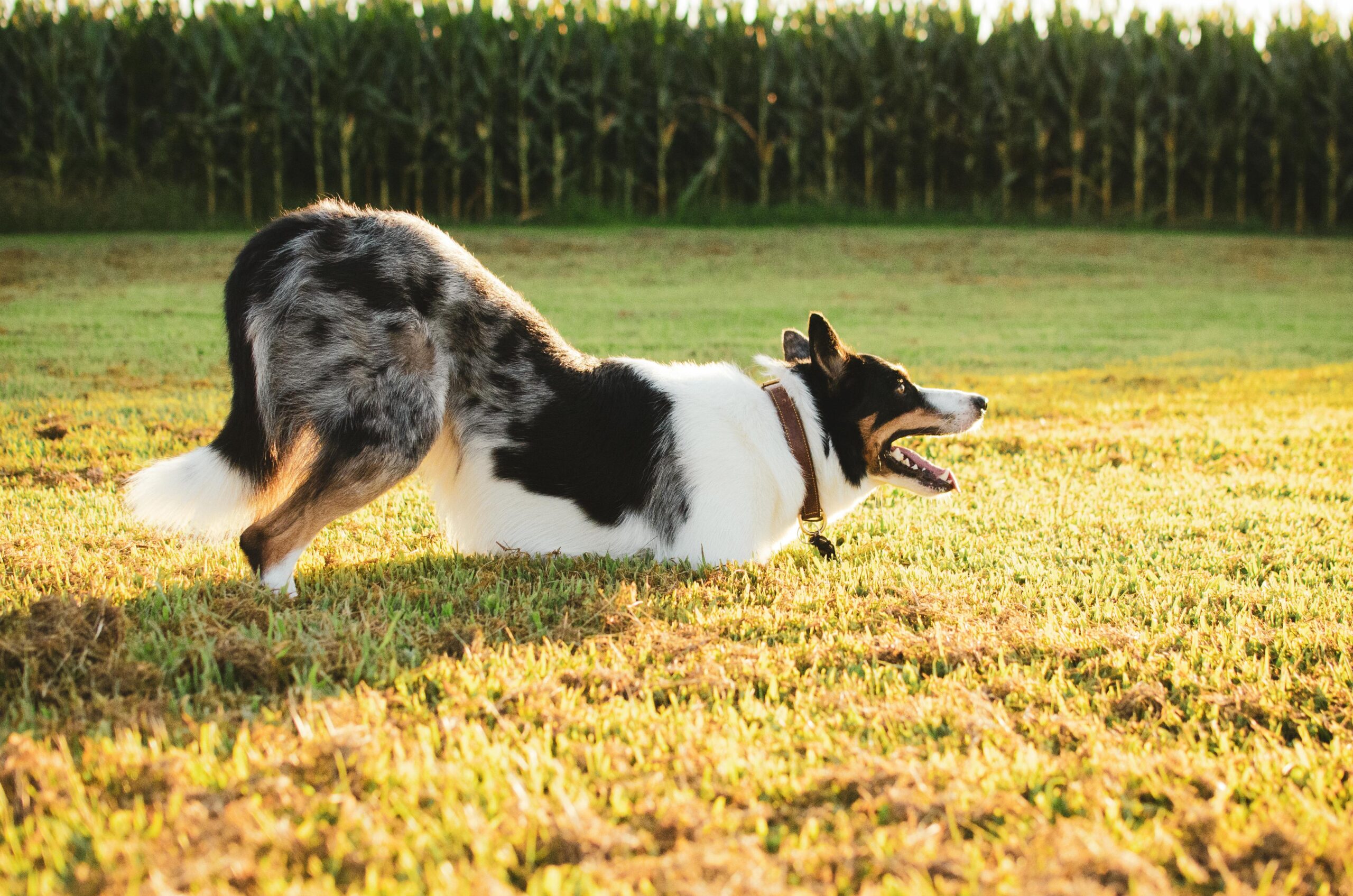 EIn Hund streckt sich glücklich