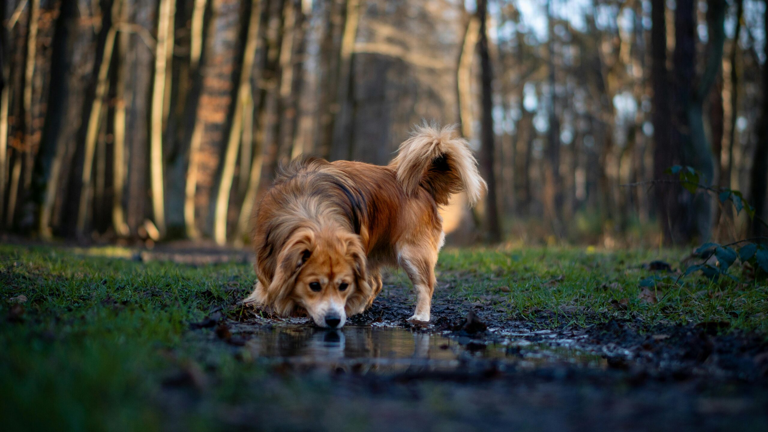 Hund trinkt aus einer Pfütze