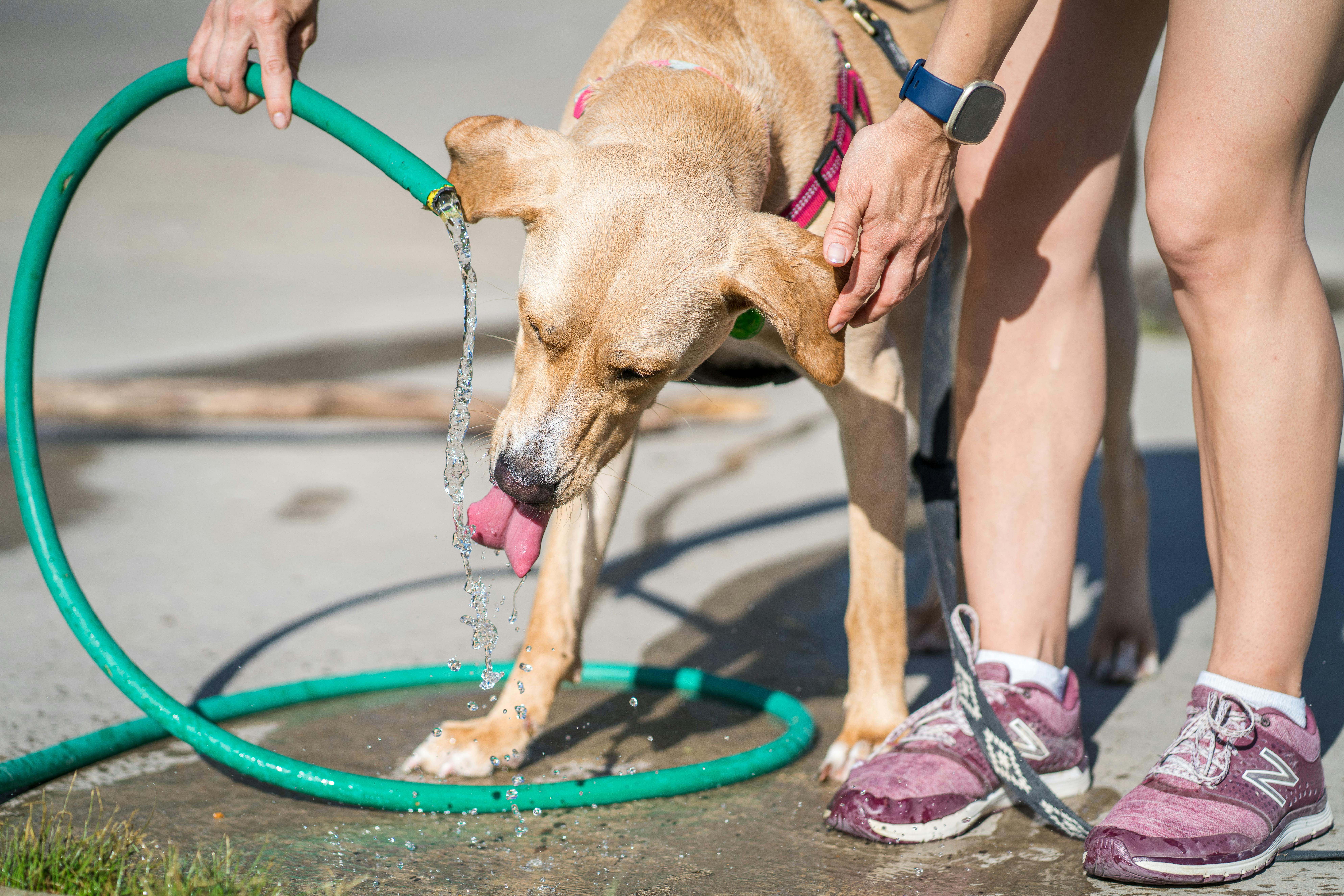 Hund trinkt aus Schlauch