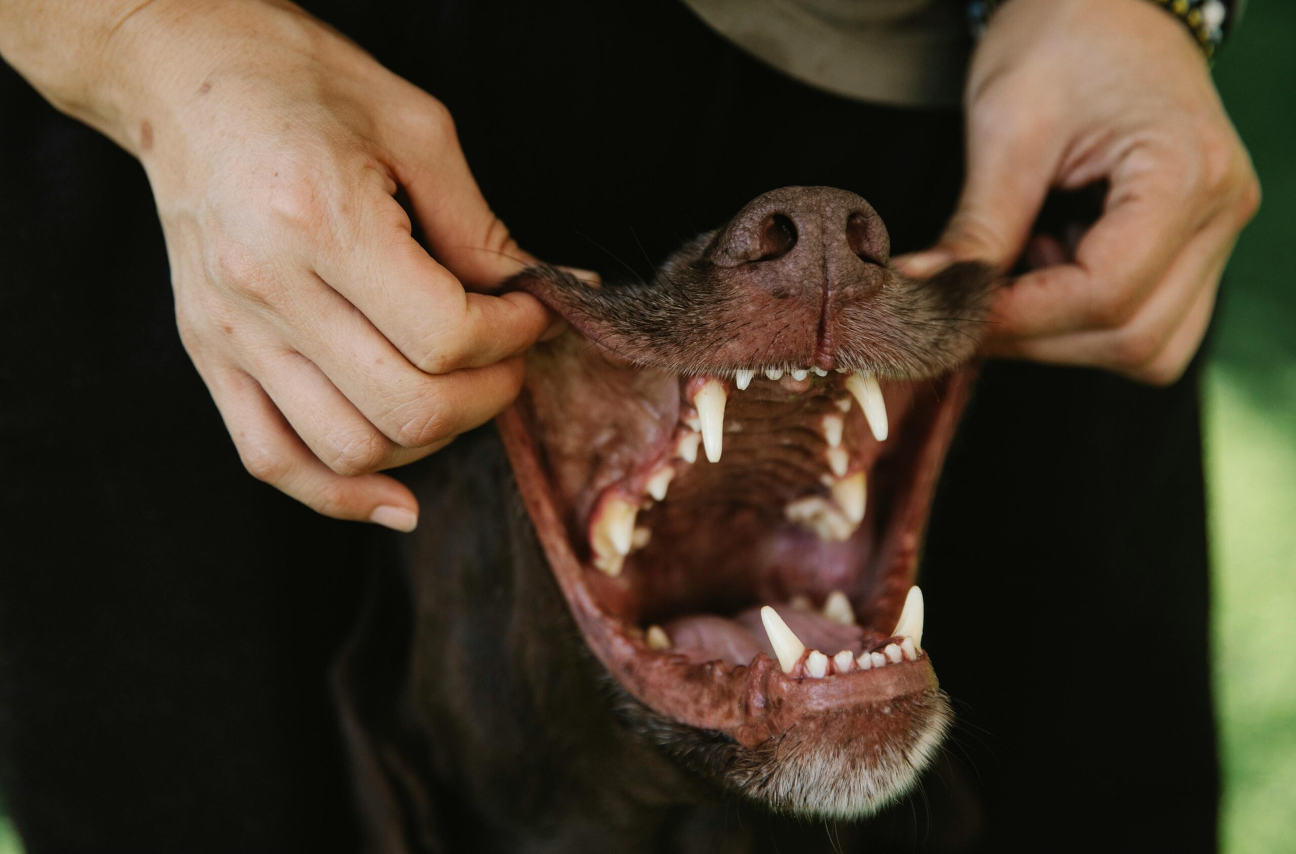 Hunde Maul Check
