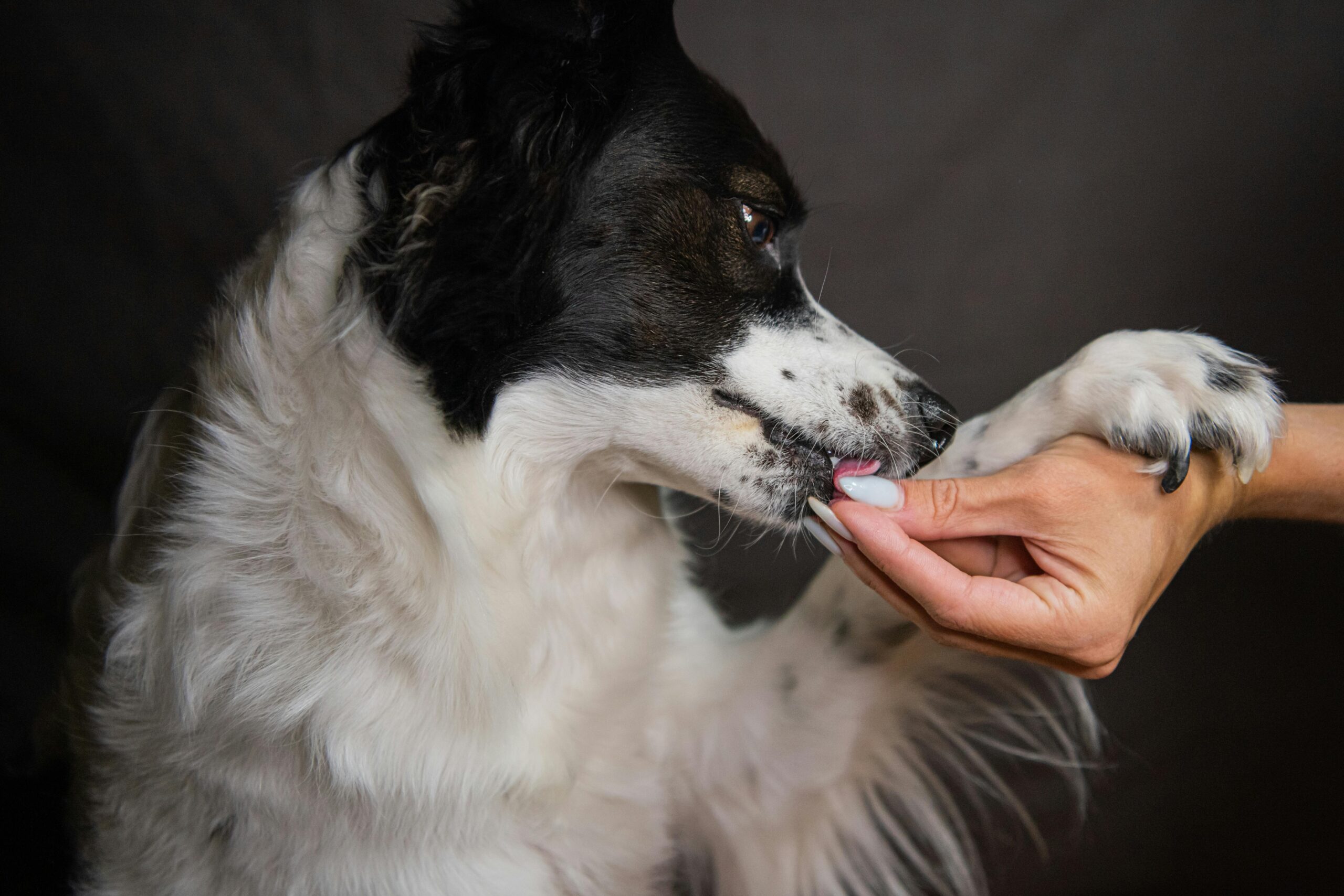 Hund nimmt Supplement