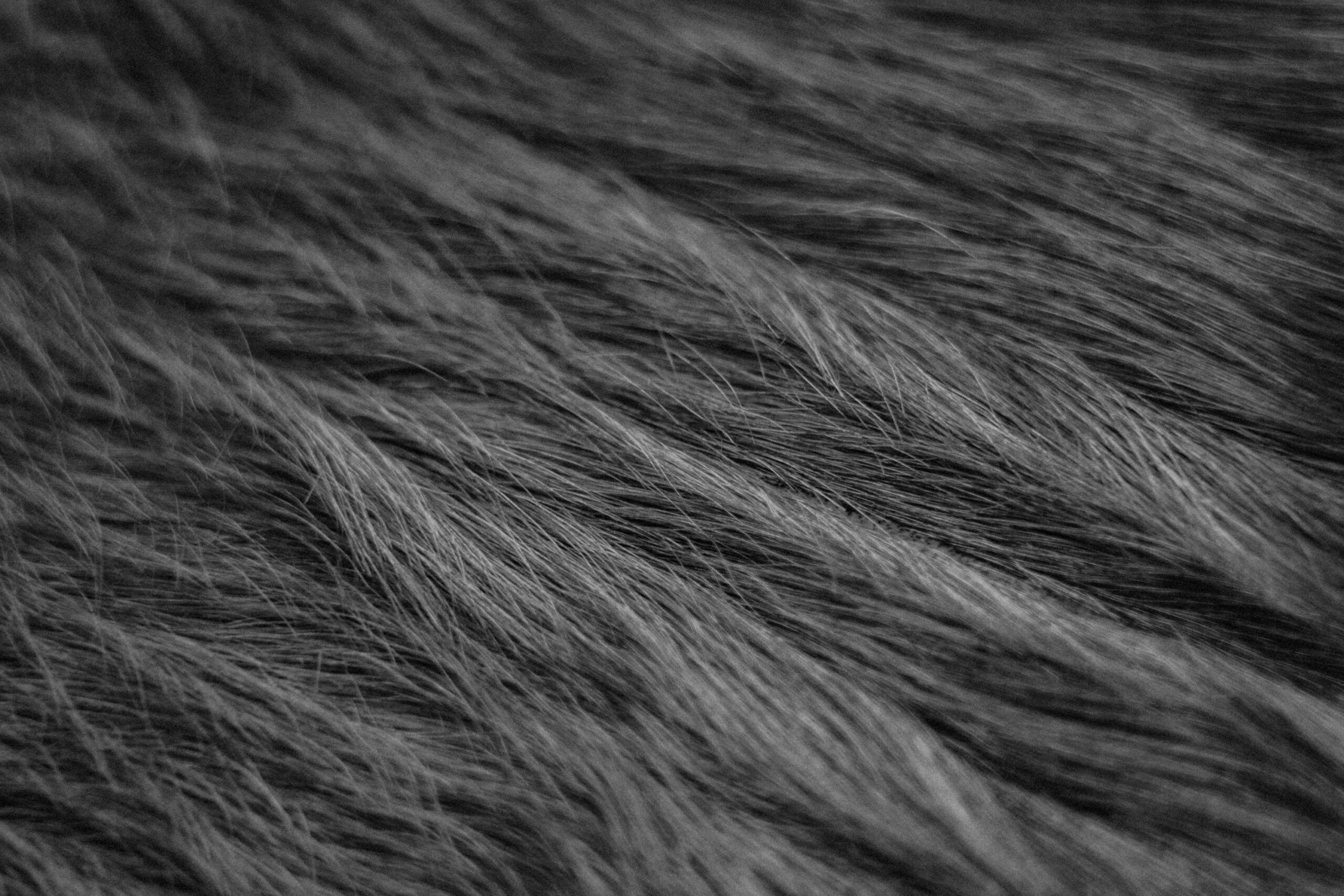 Fell eines Hundes in schwarz