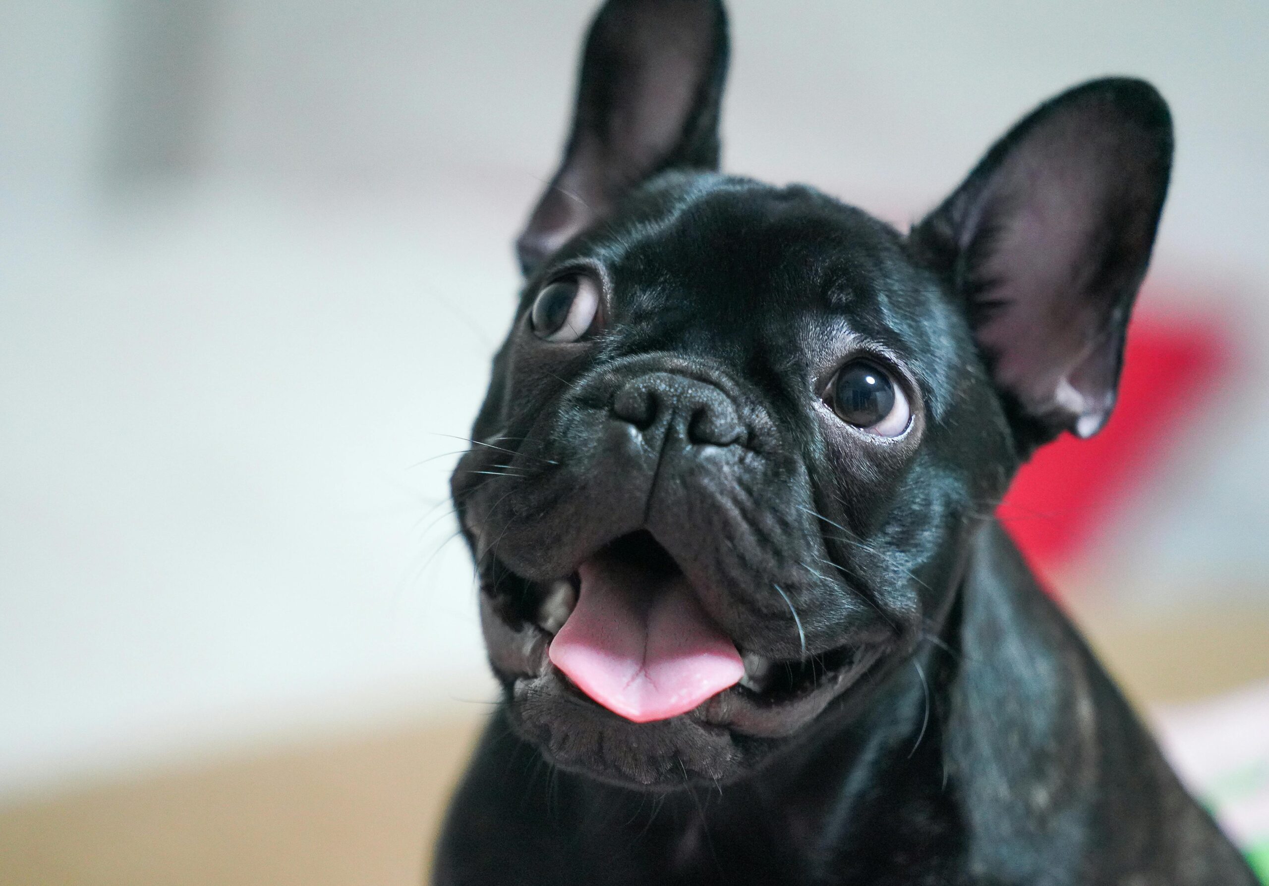 Ein lustiger Hund schaut in die Kamera