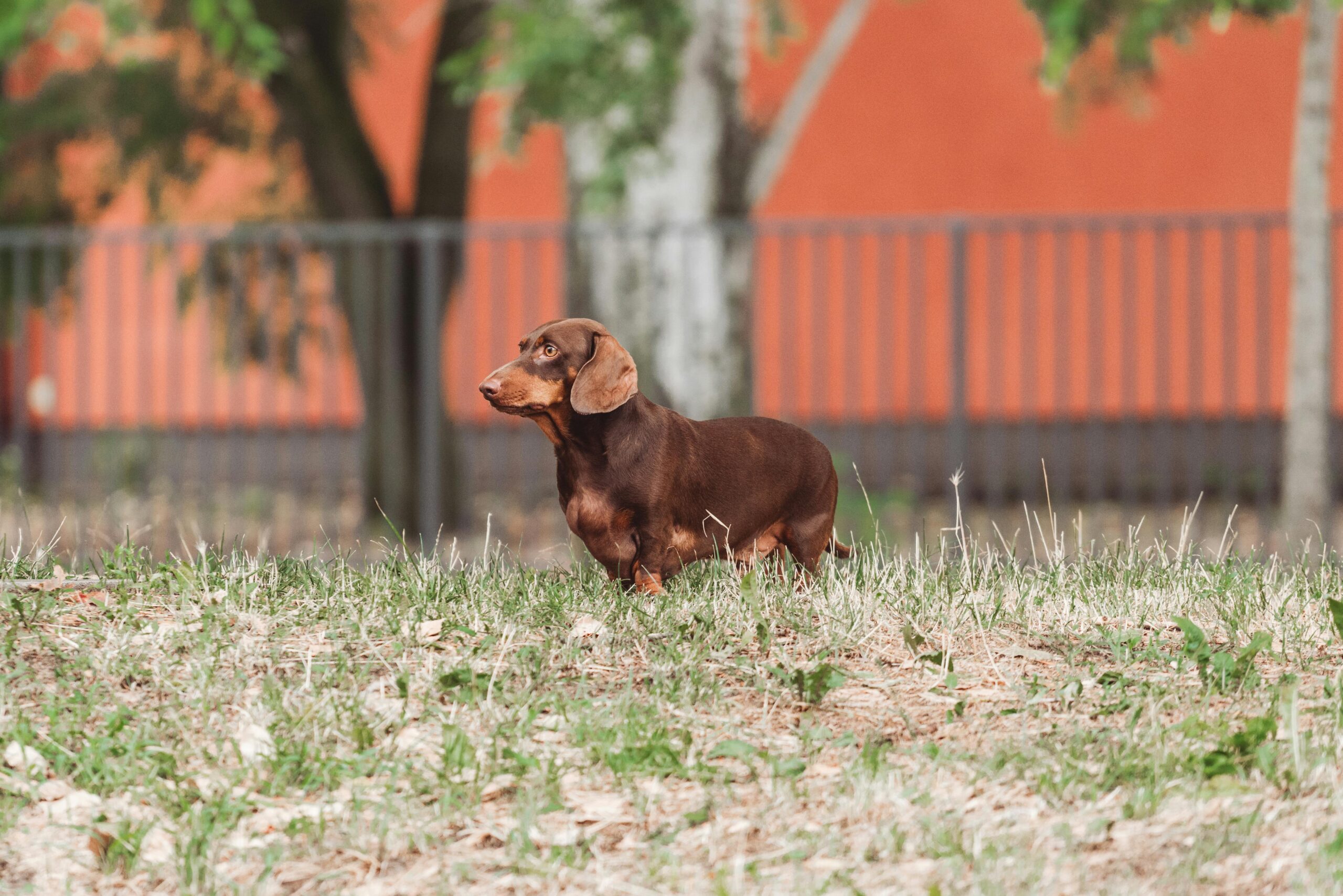 Übergewichtiger Hund steht im gras