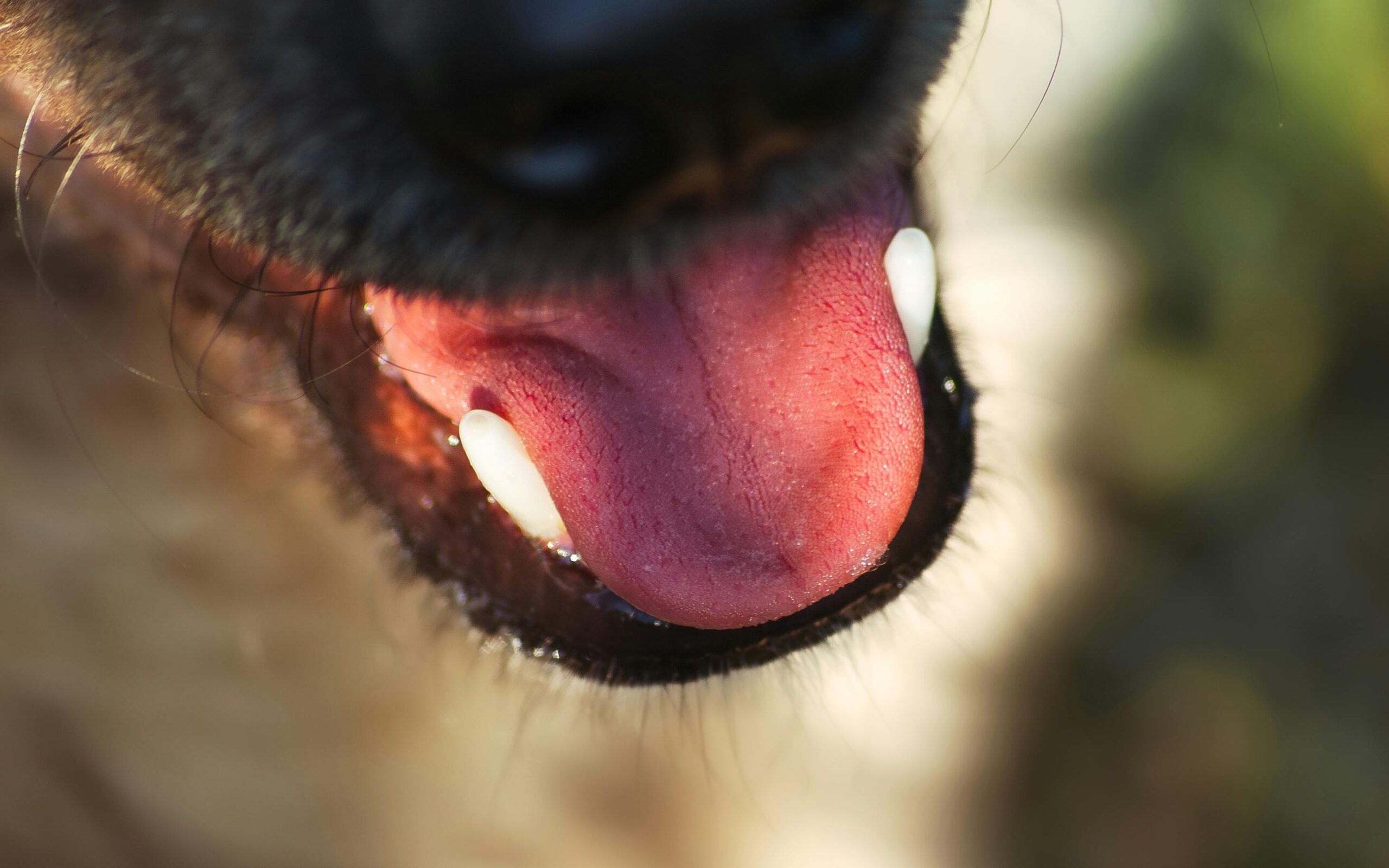 Zähne vom Hund