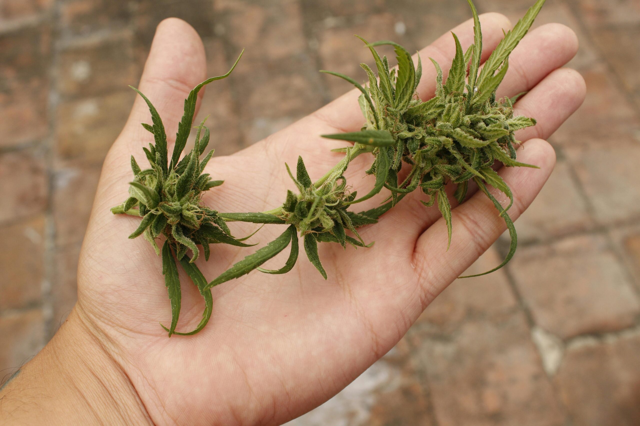 Cannabis auf einer Hand