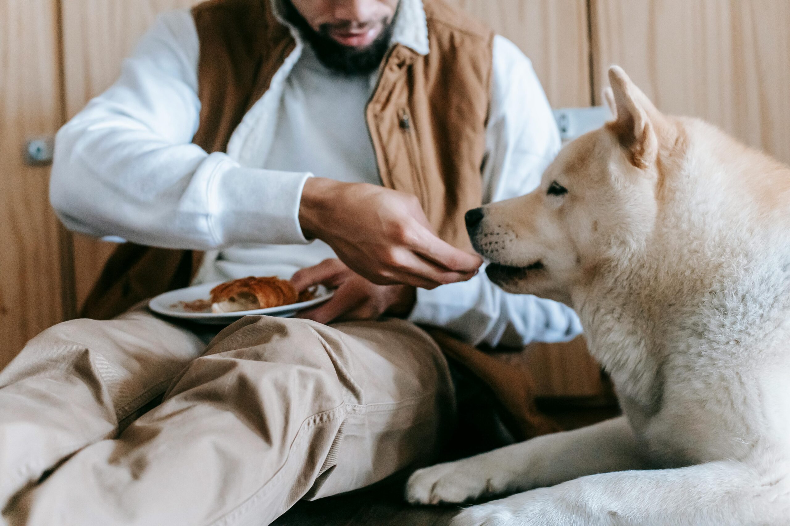 Hund bekommt Essen vom teller