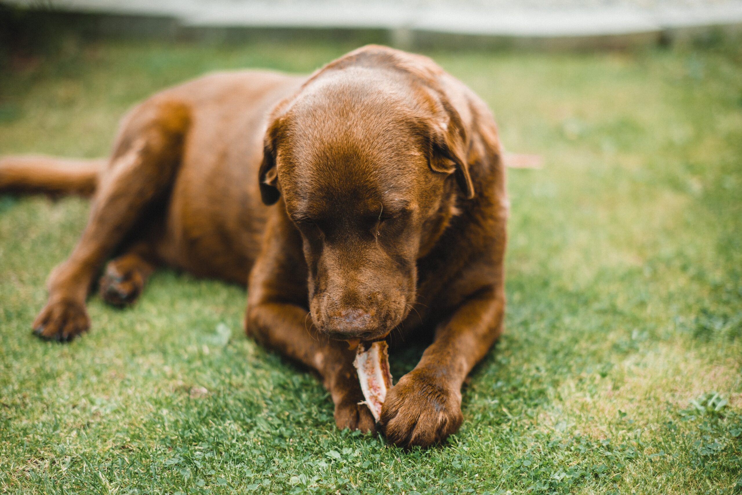 Brauner Hund frisst Knochen im Gras