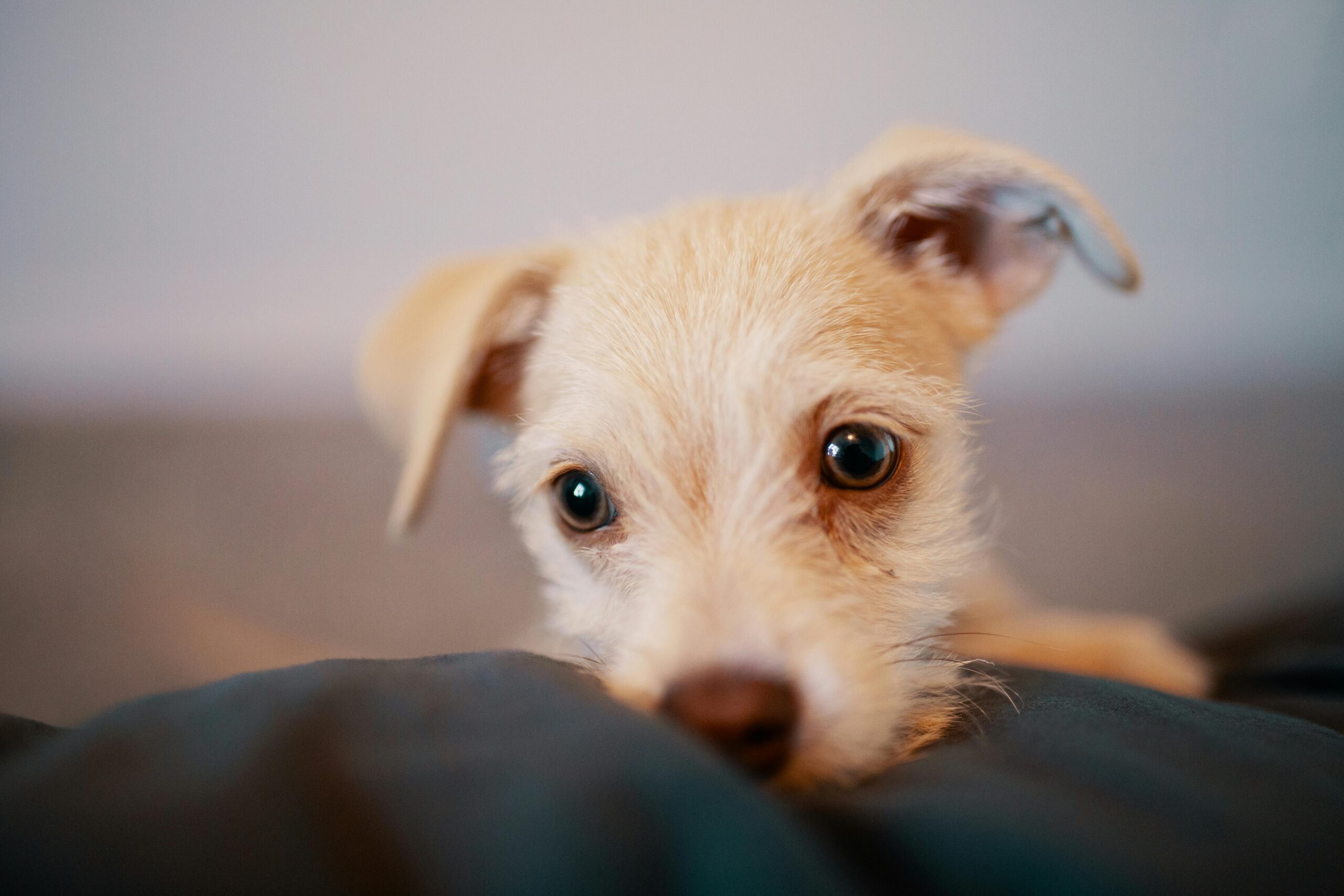 Hundewelpe Gesicht auf Bein