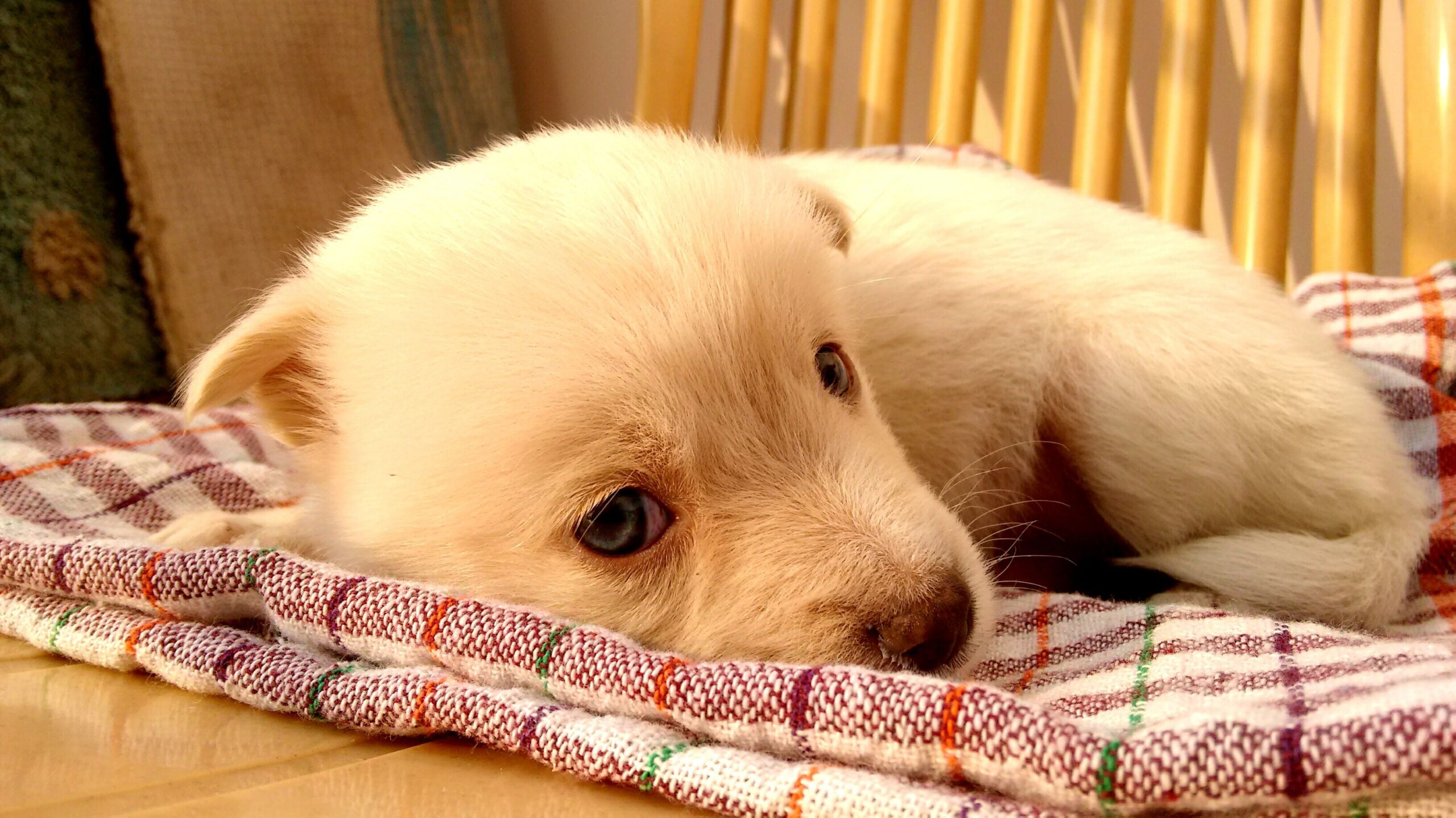 Hundewelpe auf seiner Decke