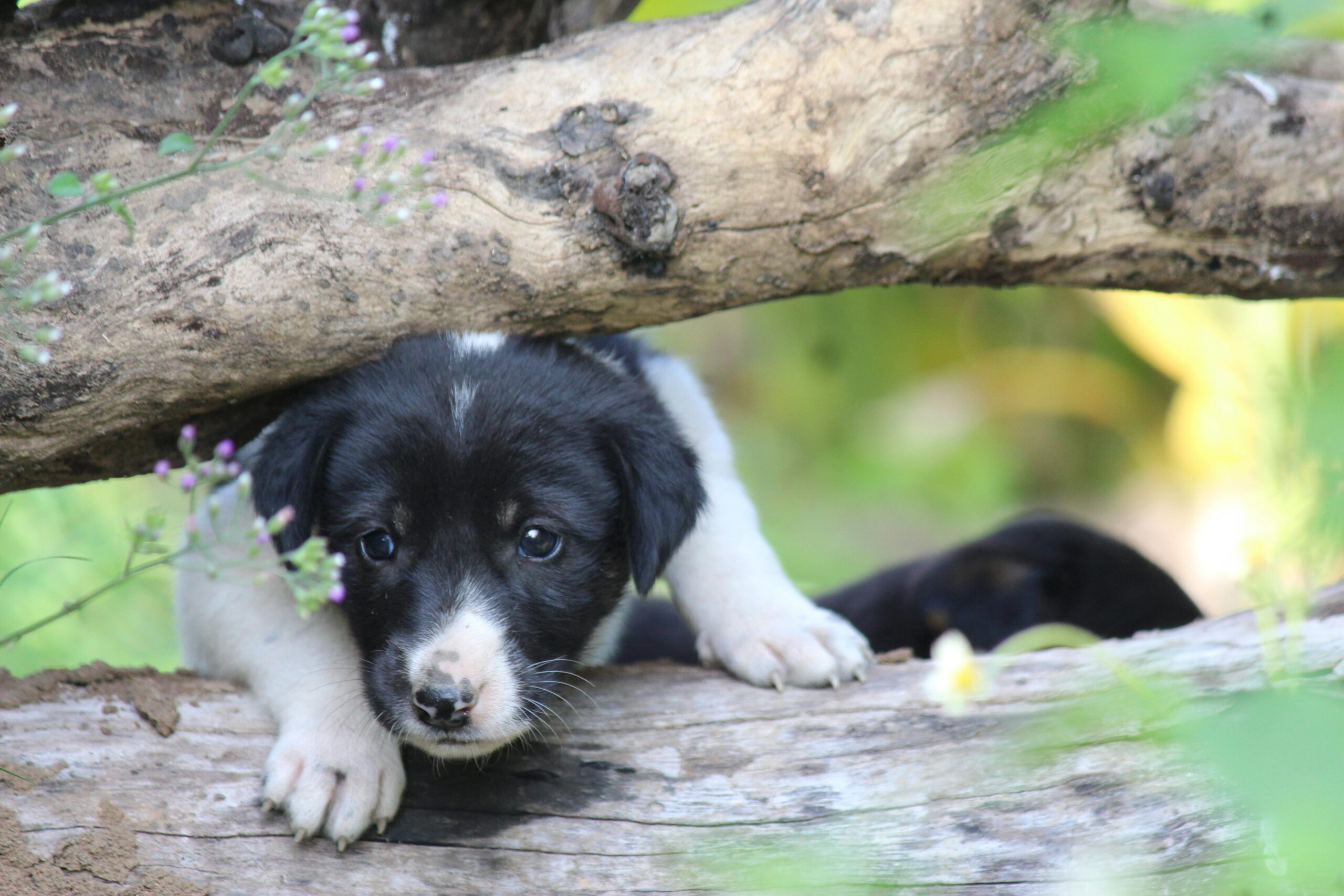 Hundewelpe klettert in einem Baum