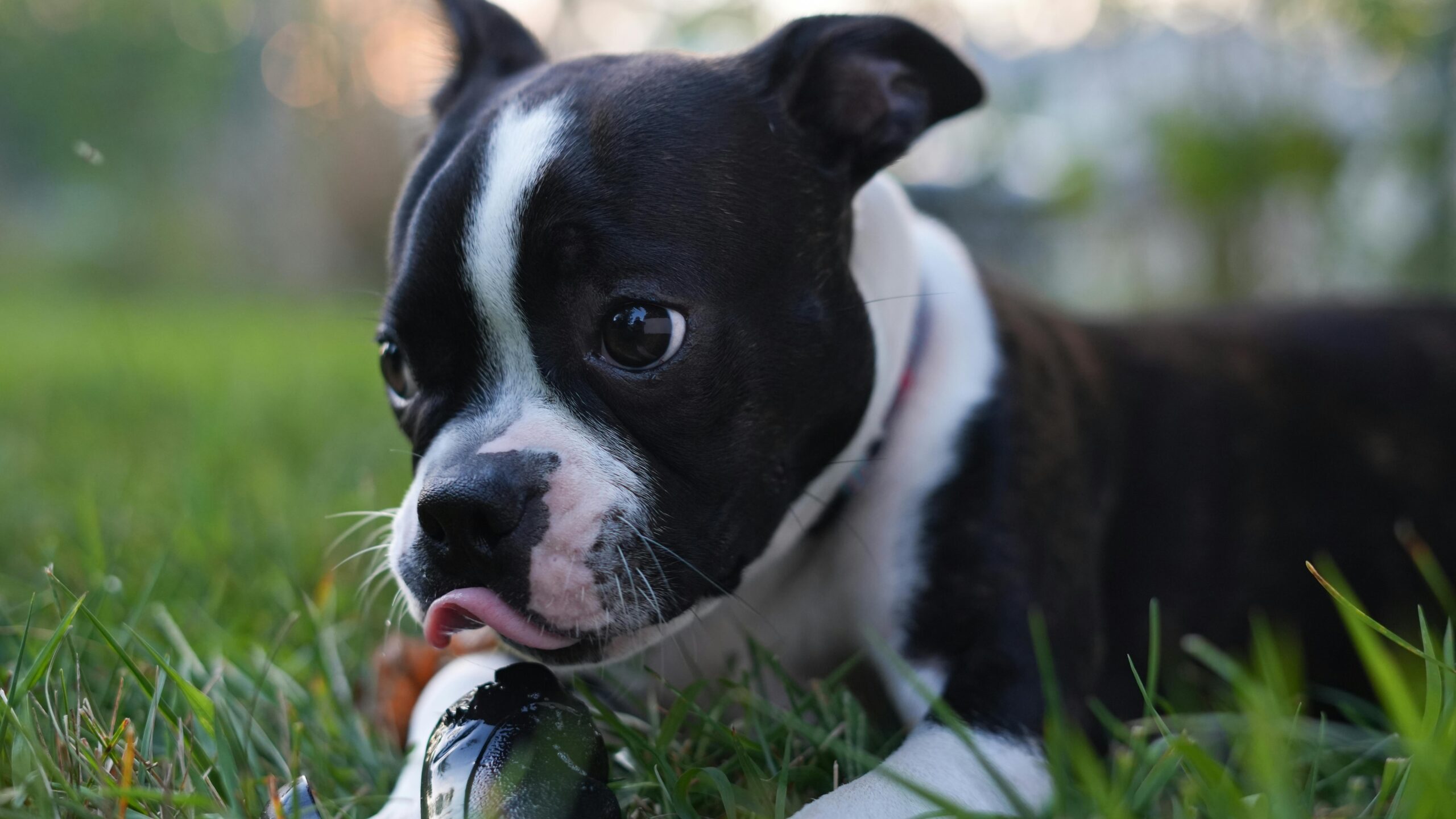 Hundewelpe schwarz weiss