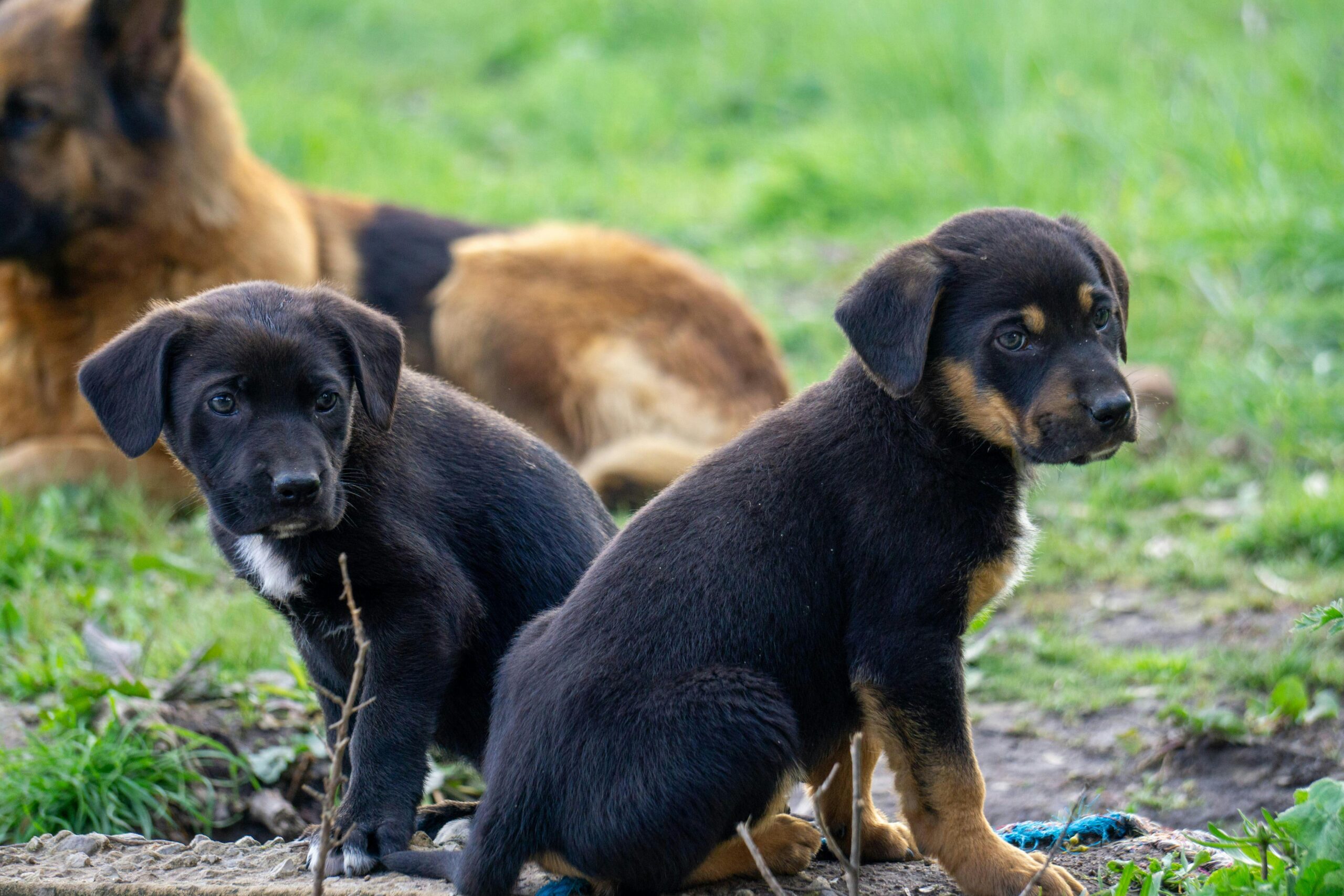 Zwei Hundewelpen sitzen im Gras