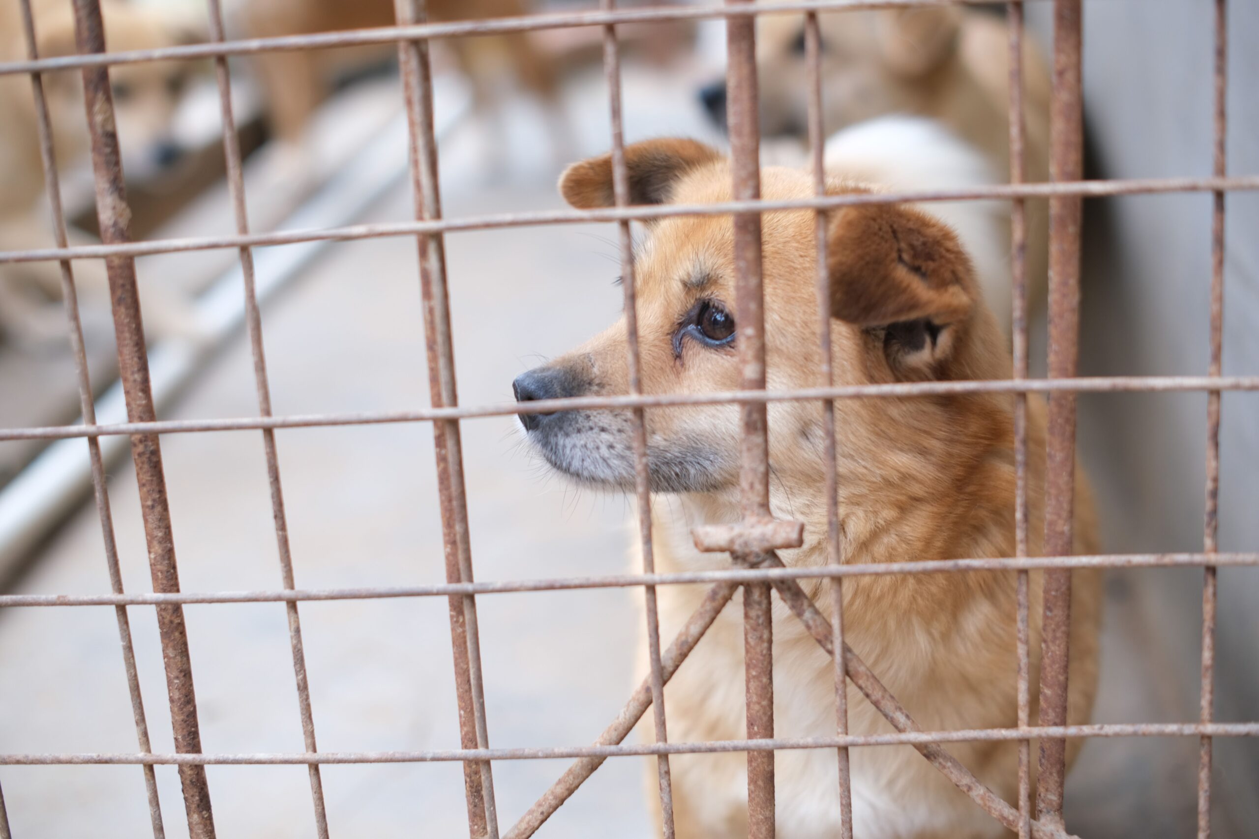 Hund hinter Gittern