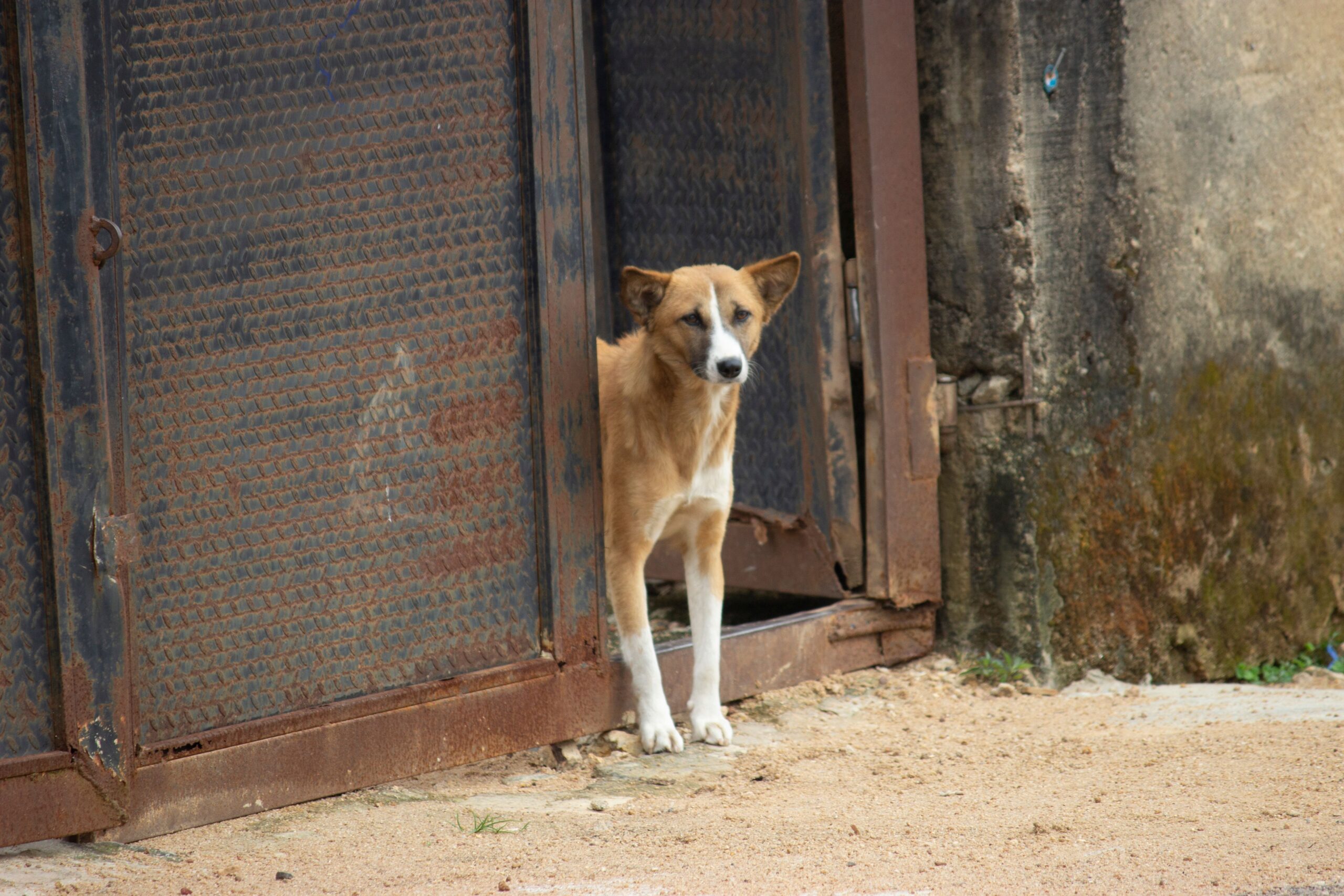Hund im Tierheim guckt raus