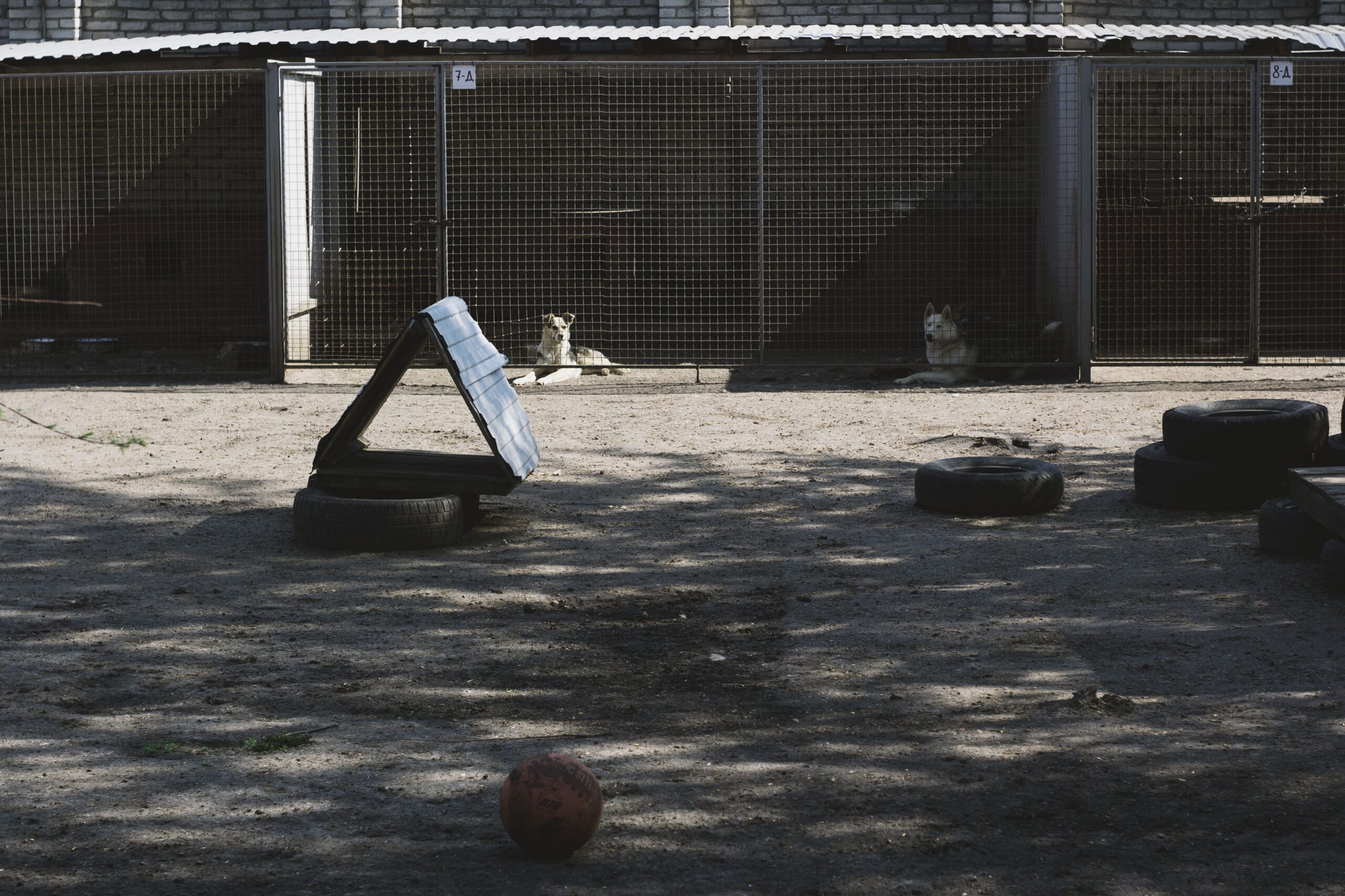 Hunde im Tierheim