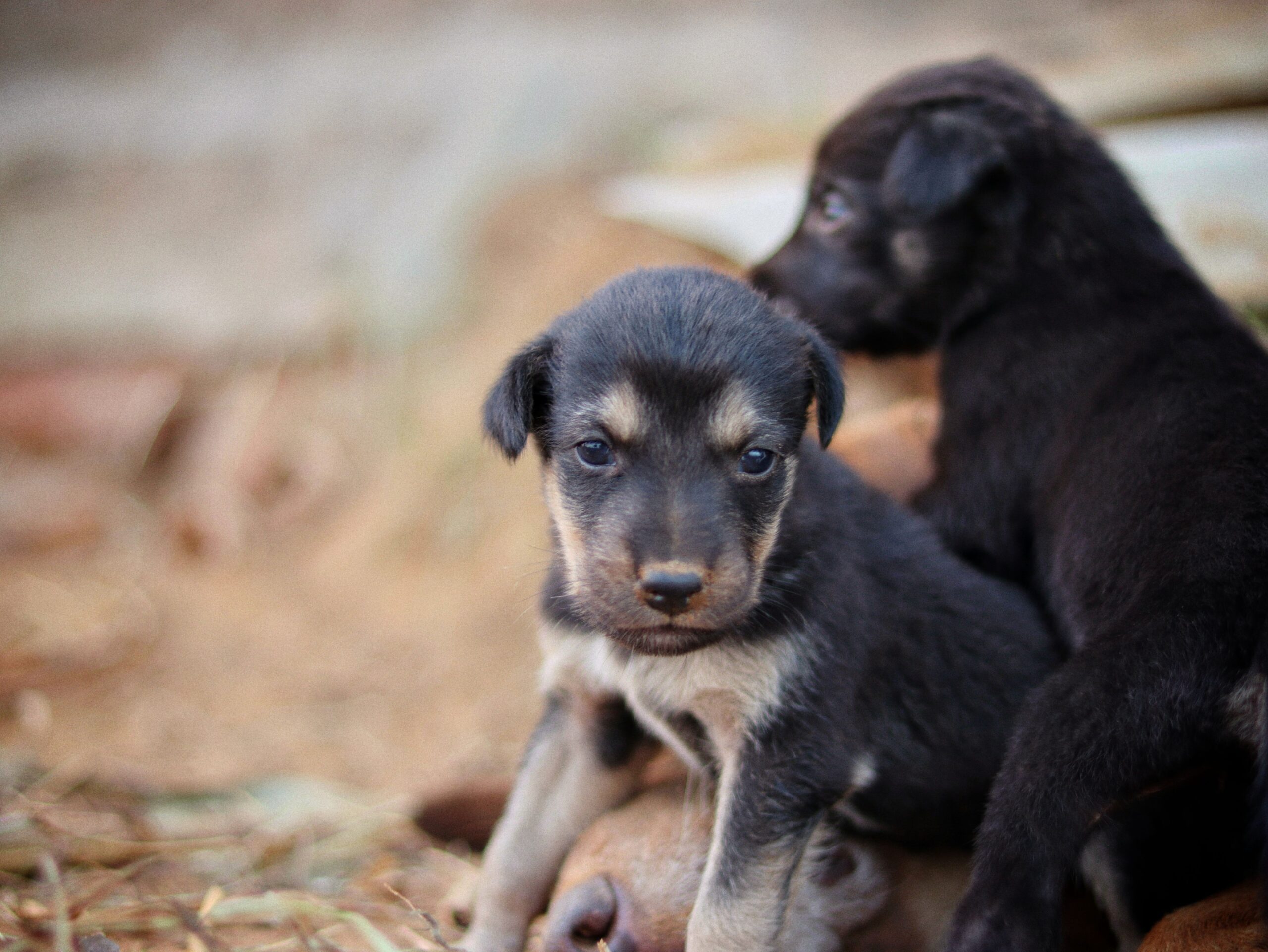 Hundewelpen sitzen nebeneinander