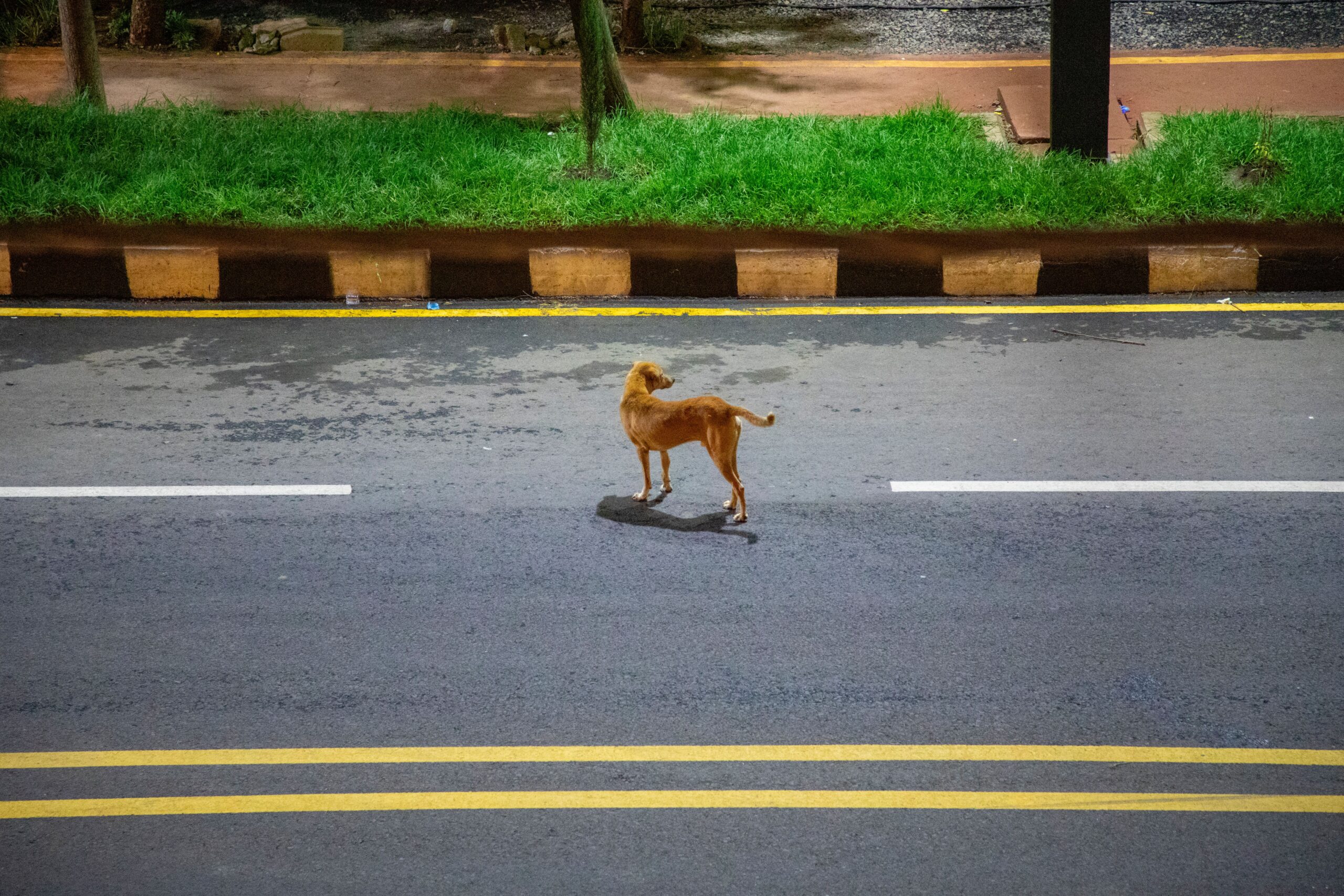 Strassenhund auf der Strasse
