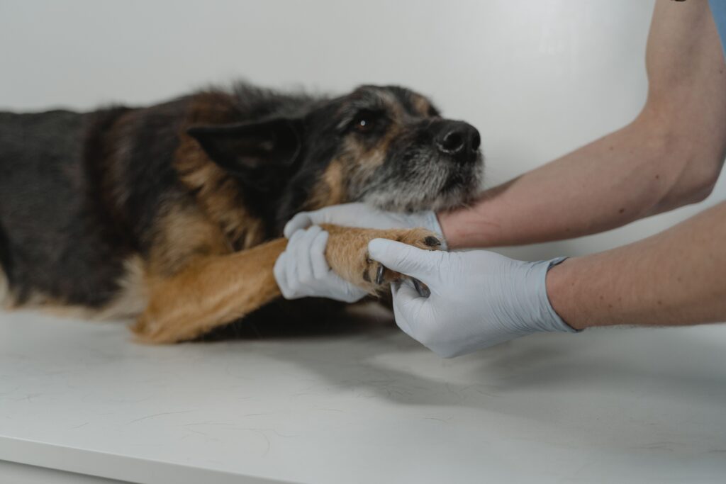 Tierärztin mit Handschuhen untersucht die Pfote eines Hundes auf dem Behandlungstisch