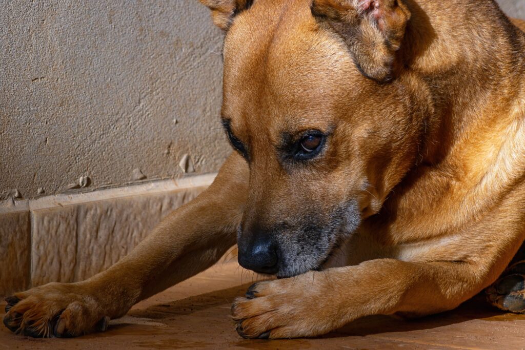 Brauner Hund liegt im Sonnenlicht und leckt konzentriert seine Vorderpfote
